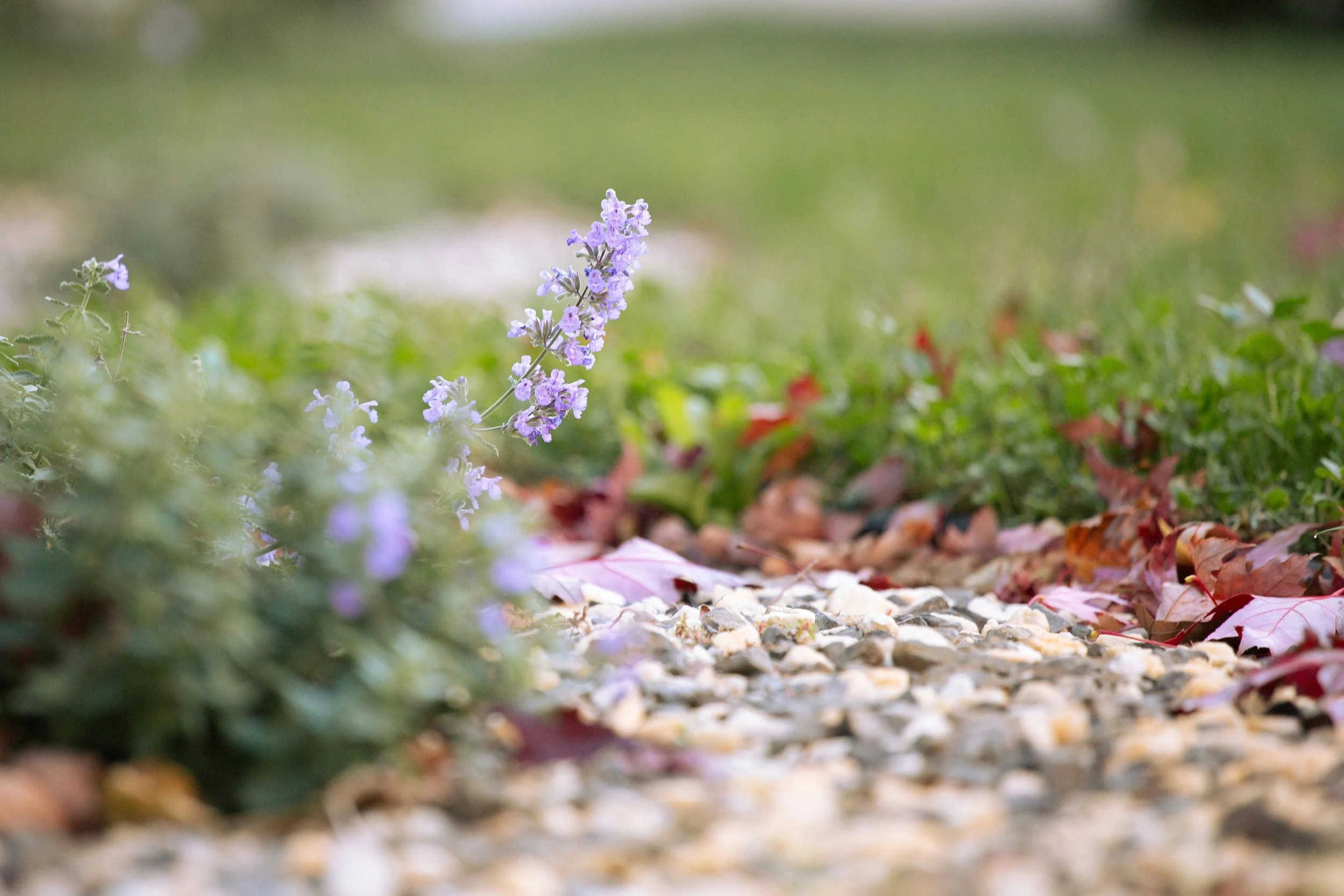 A close-up view of a purple flowering plant growing among fallen autumn leaves on a garden path.