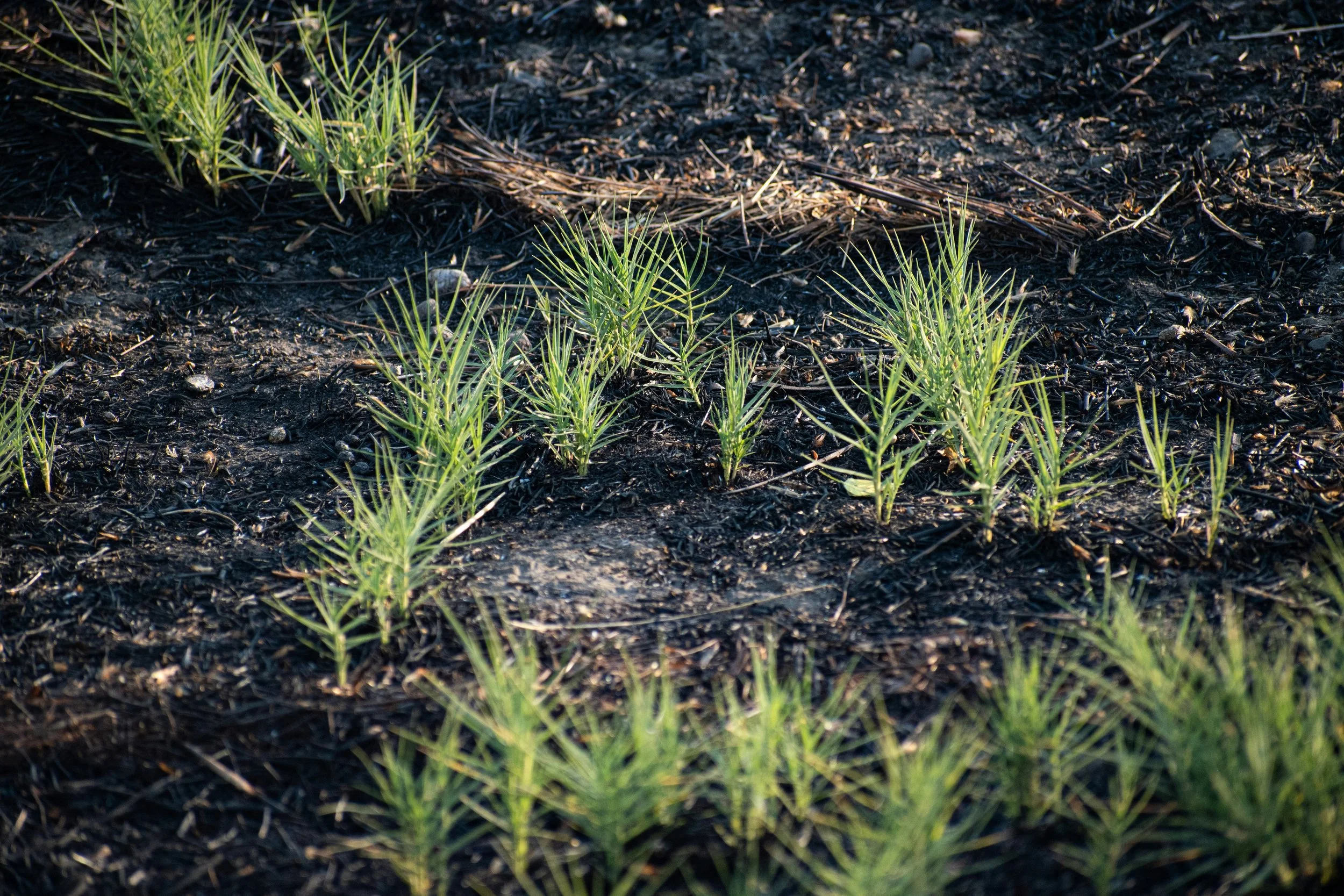 Young green plants growing in dark, moist soil outdoors.