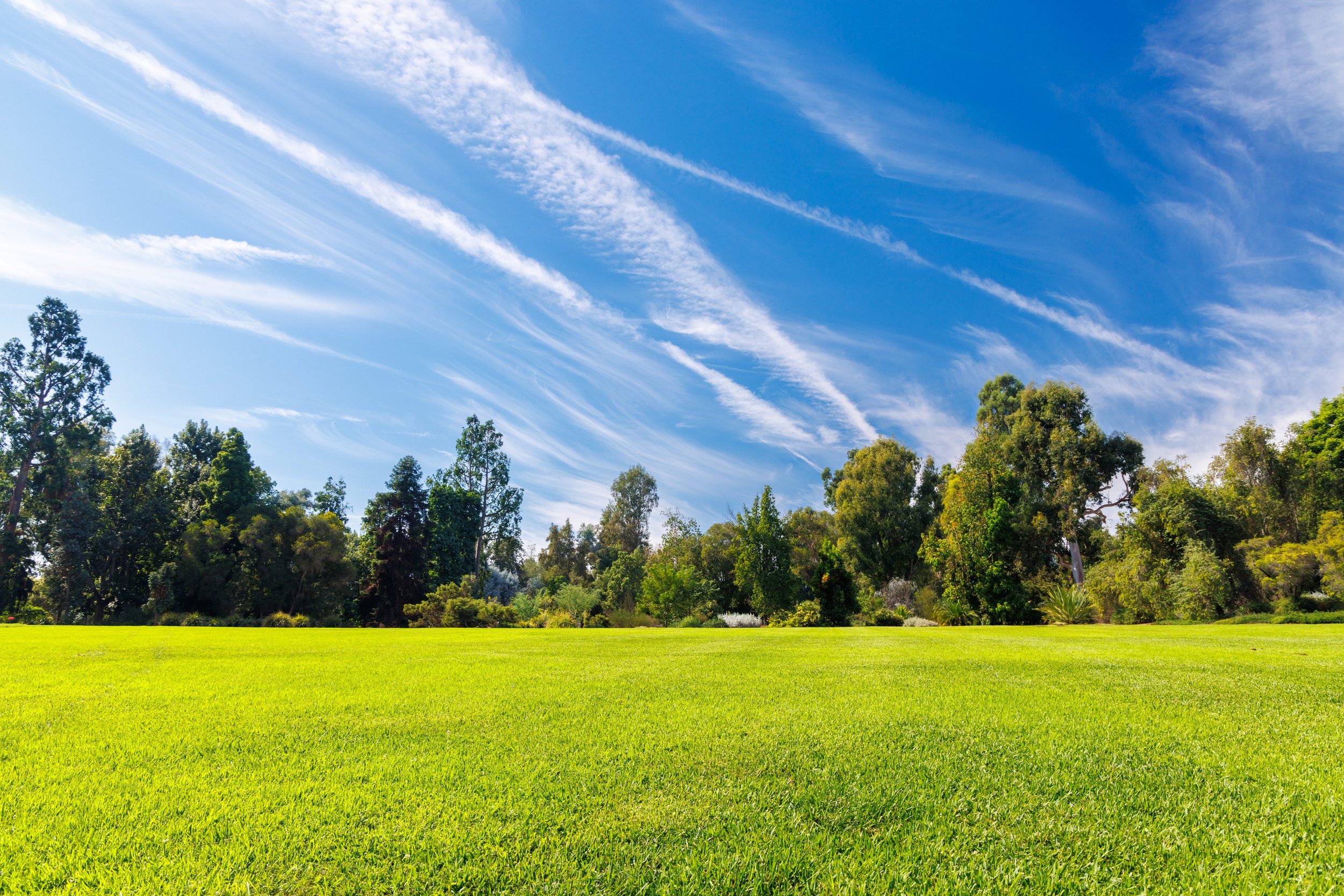 A lush green lawn with a background of trees and a blue sky with wispy white clouds.