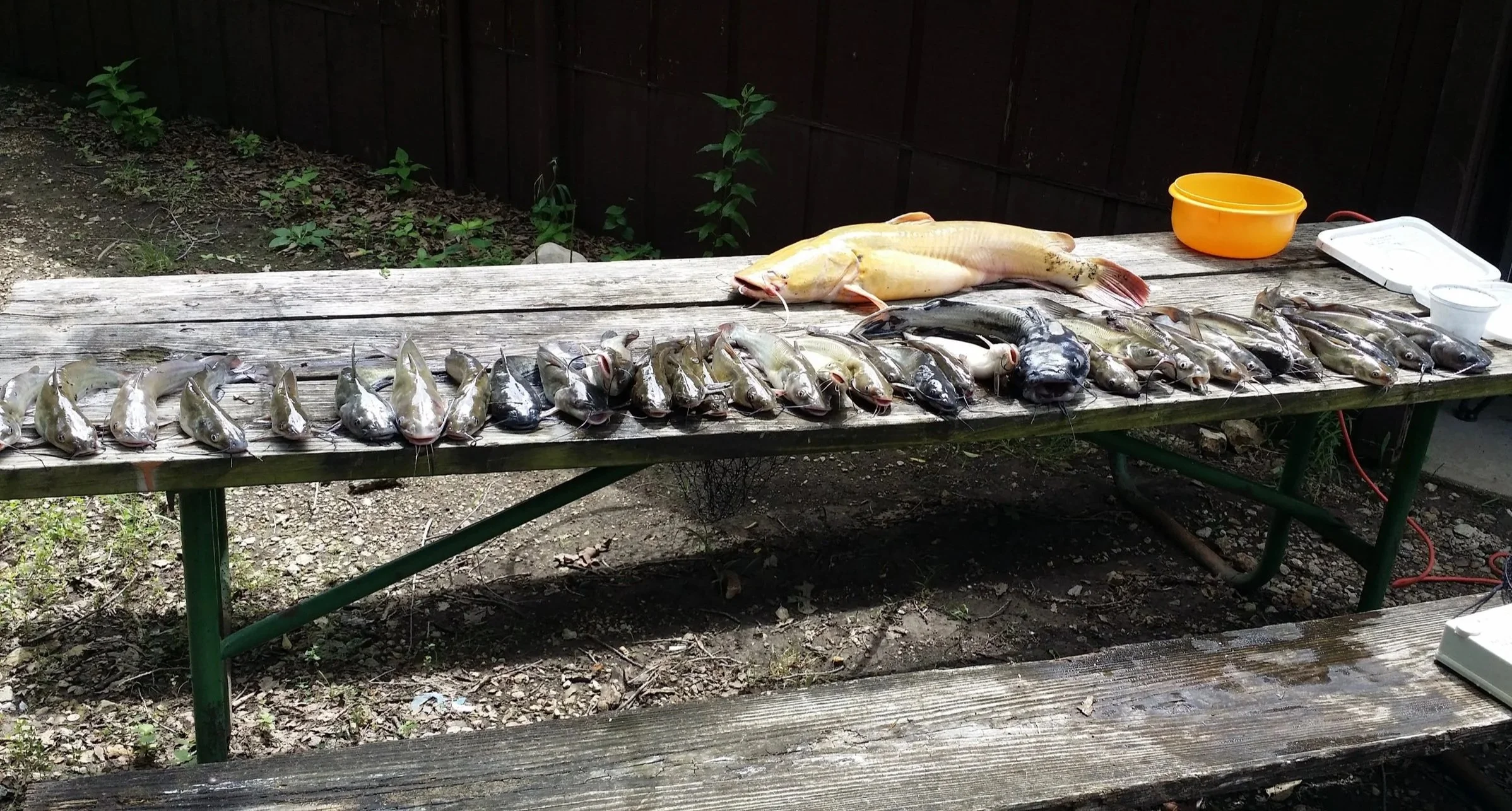 Various freshly caught fish, including catfish and others, laid out on a weathered wooden table outdoors with a yellow bucket and plastic container in the background.