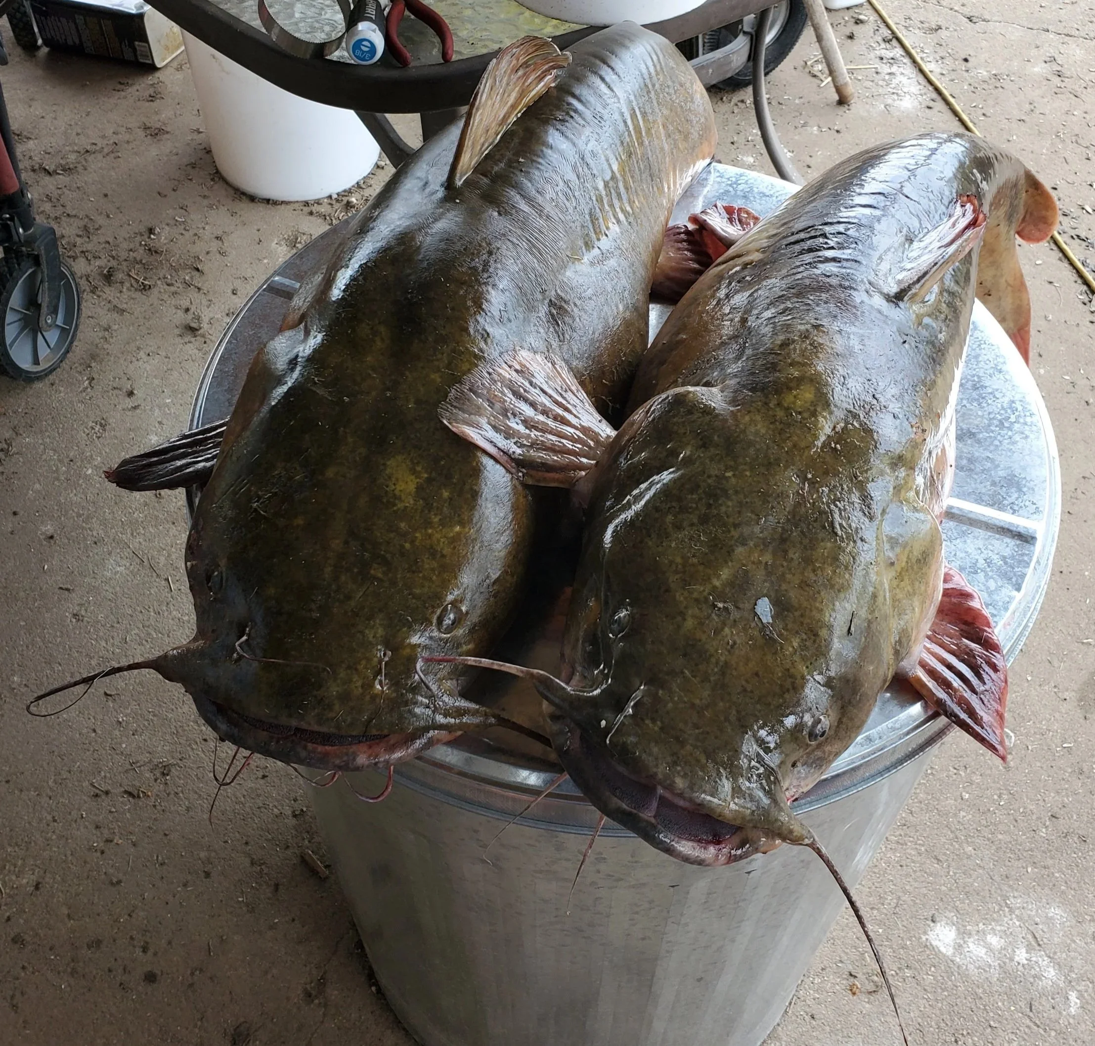 Two large live catfish fish placed side by side on a metal surface in an outdoor setting.