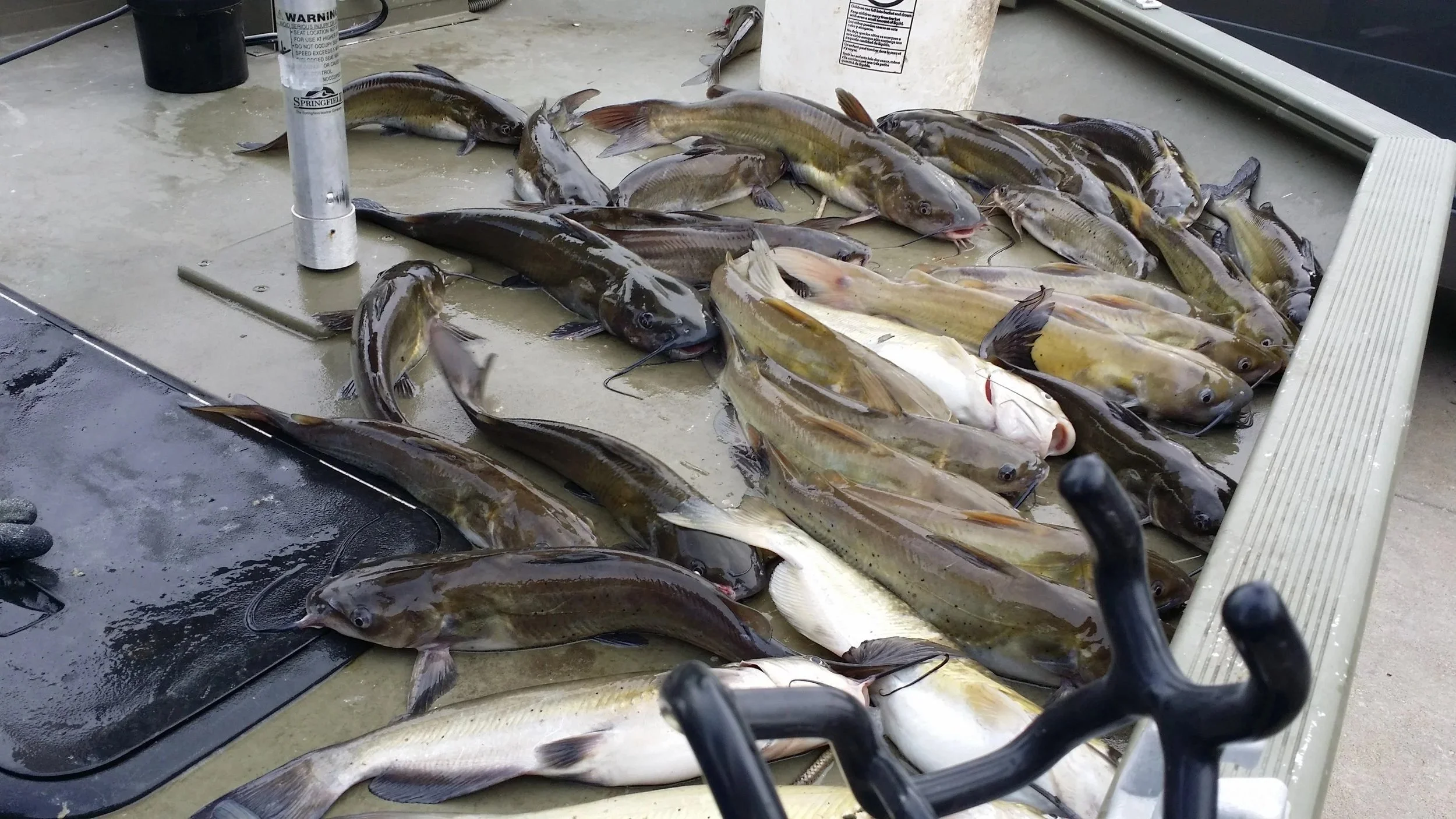 Caught fish laid out on a table of a fishing boat, including catfish, perch, and bass.