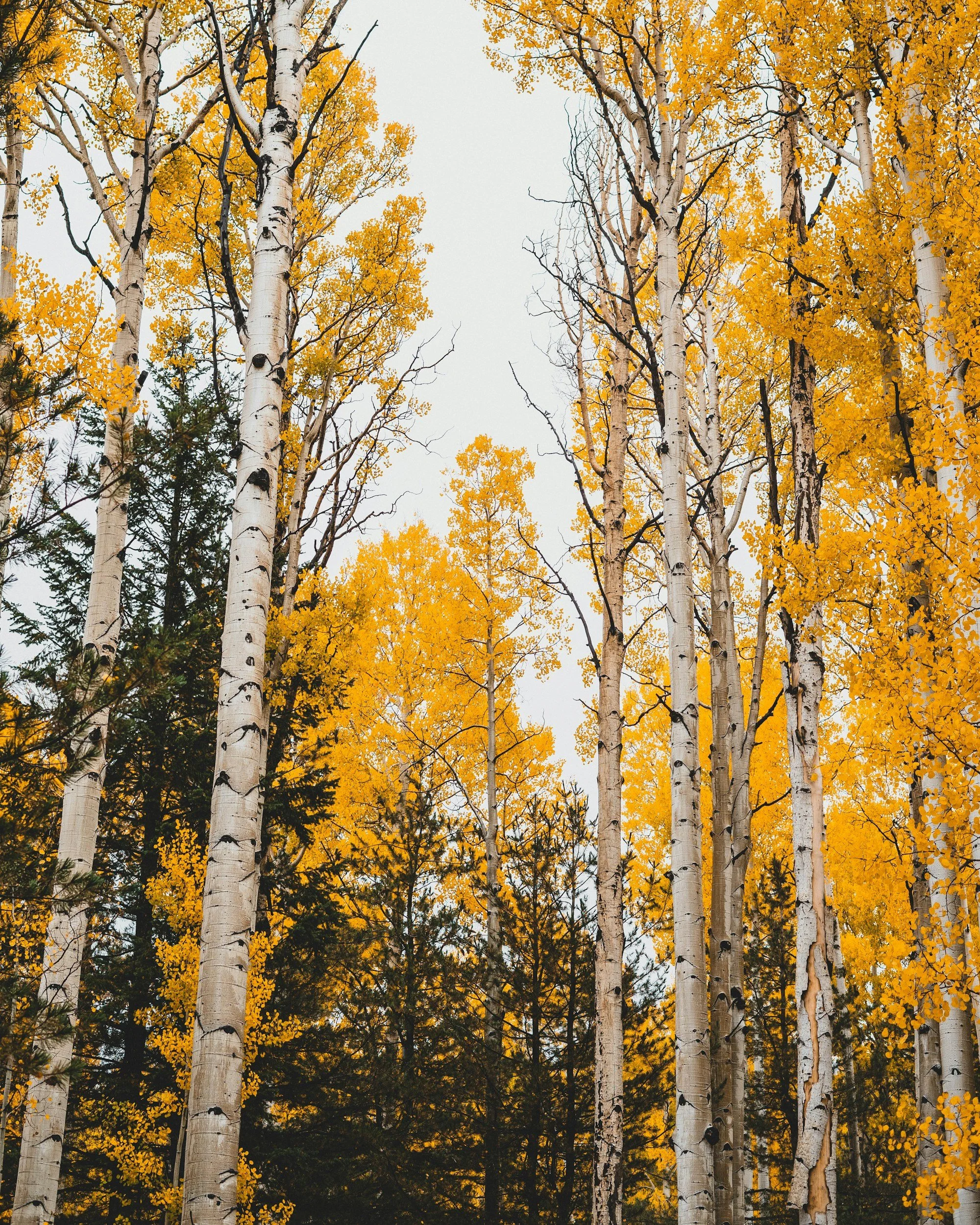 Tall aspen trees with white bark and yellow leaves in a forest during autumn, with darker evergreen trees in the background.