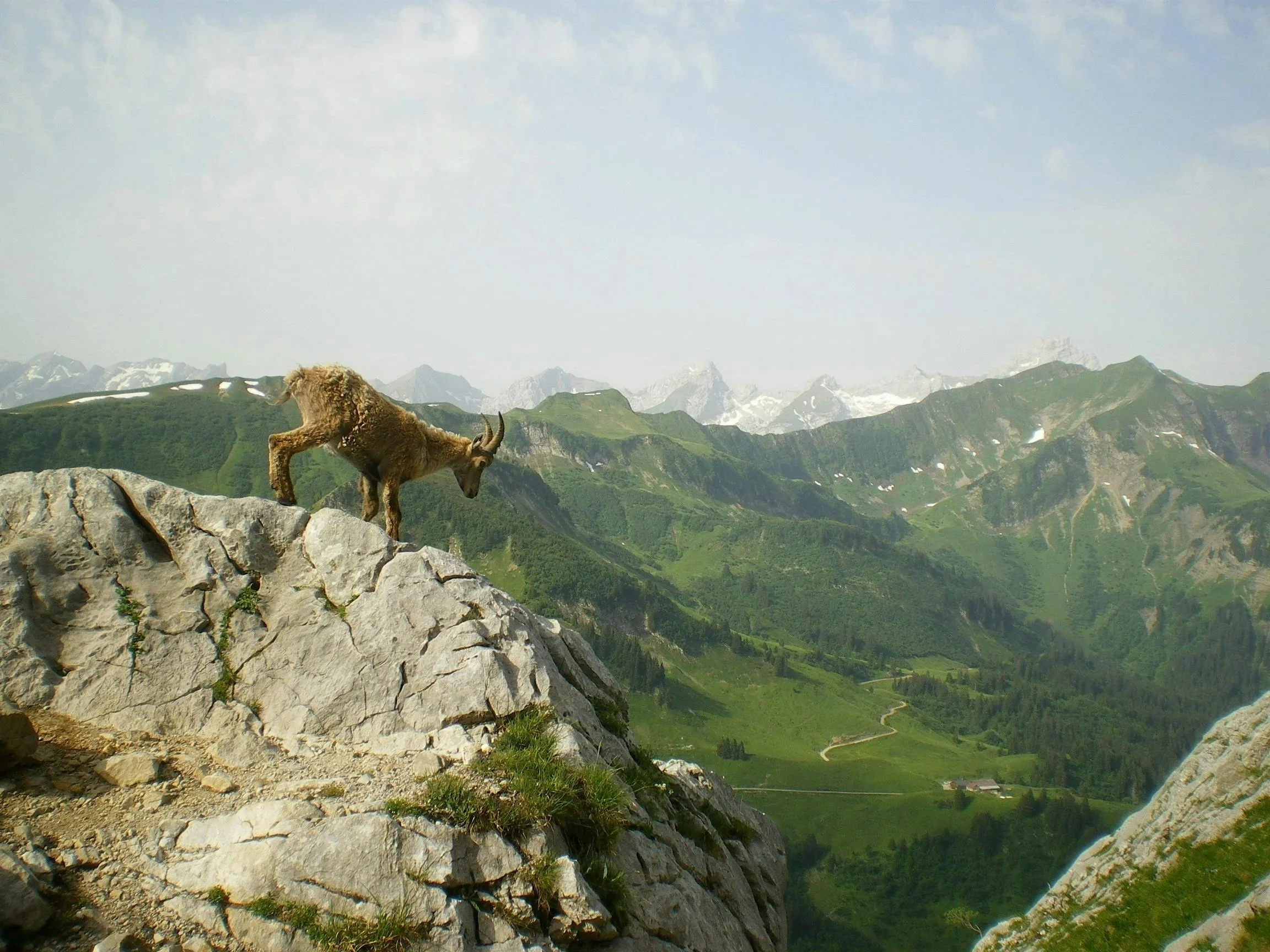 A mountain goat standing on a rocky ledge overlooking a green valley and mountain range with snow-capped peaks.
