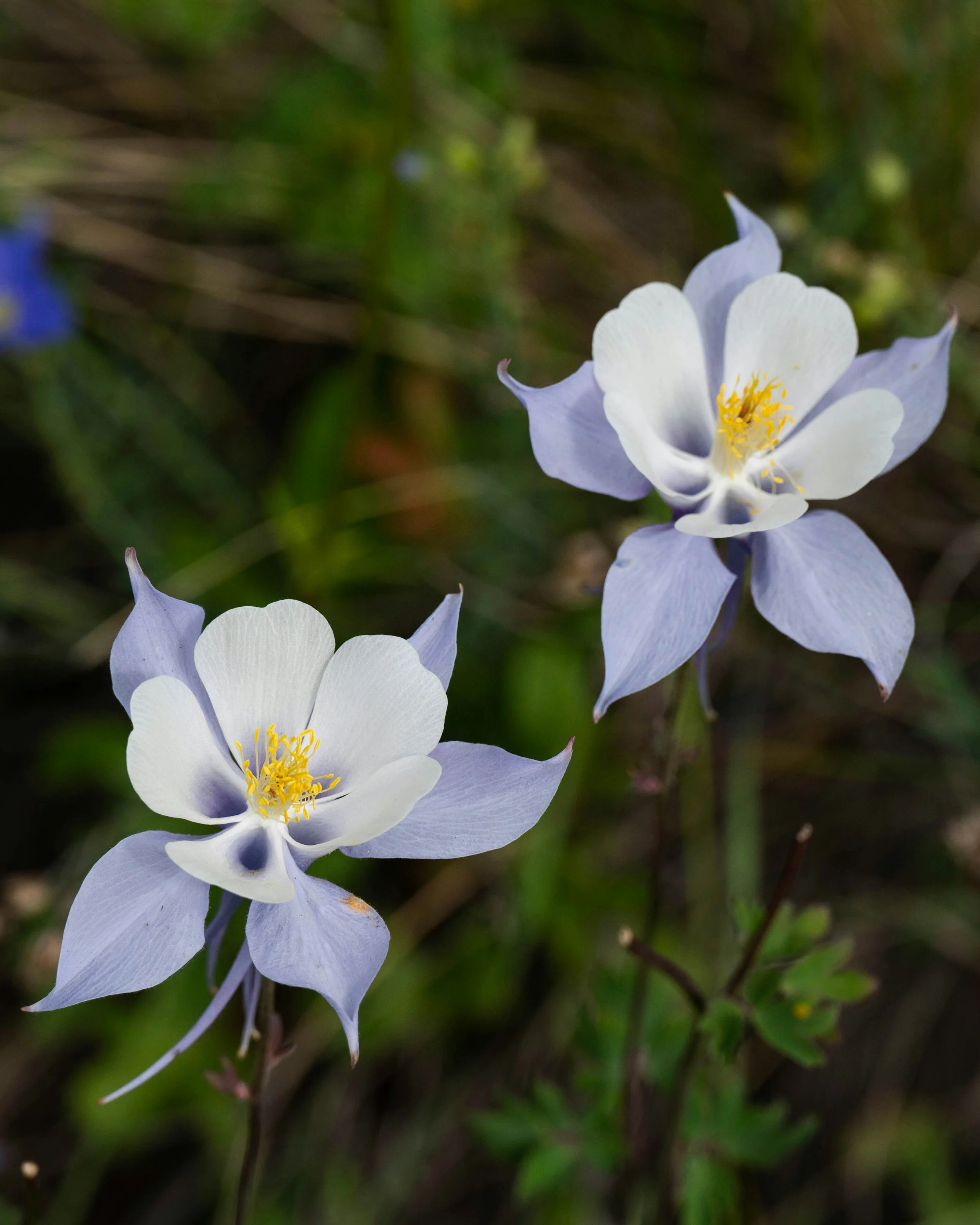 Two pale purple and white columbine flowers with yellow centers growing in a green grassy area.