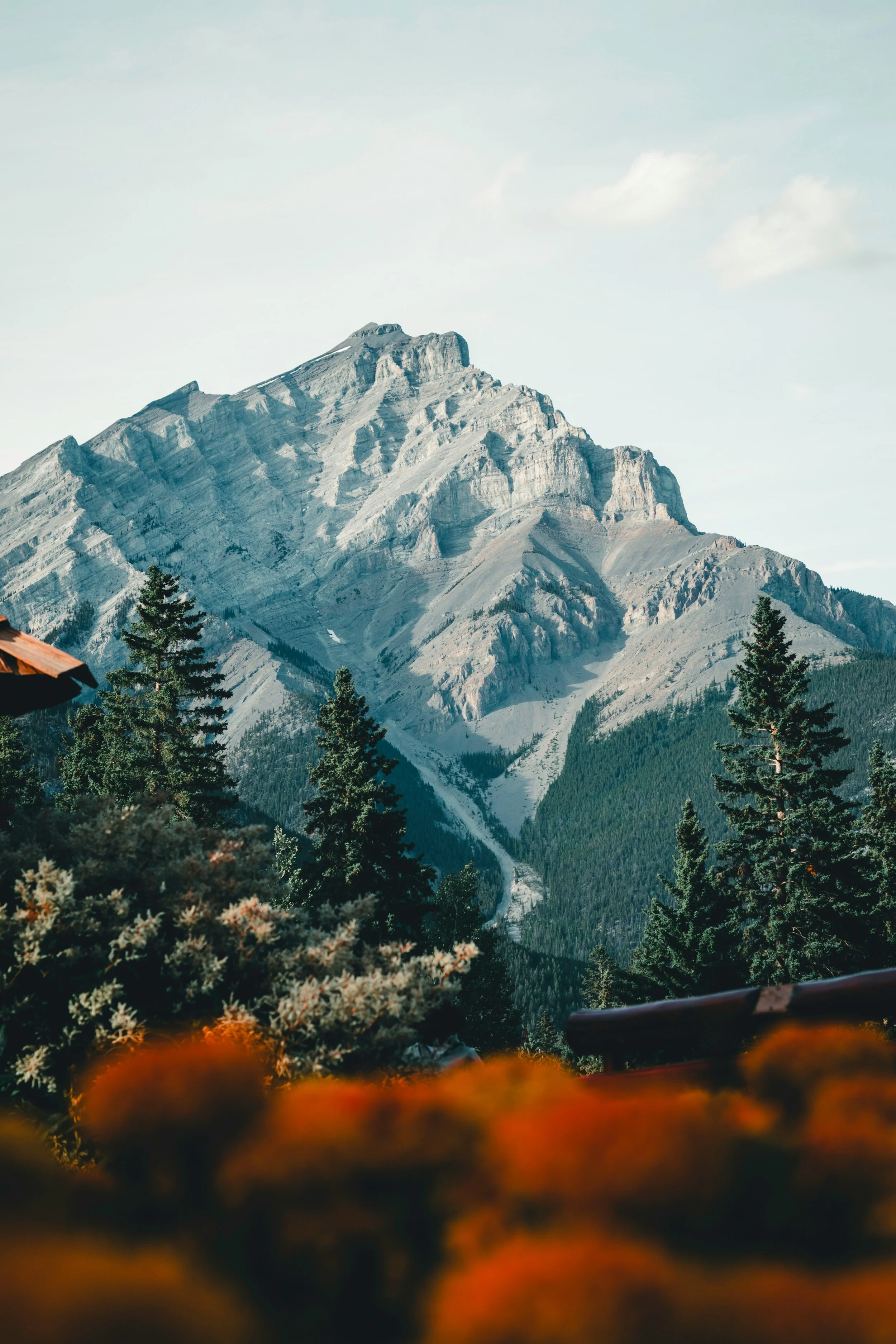 Mountains with rugged terrain, tall green pine trees, and blurred orange and white flowers in the foreground.