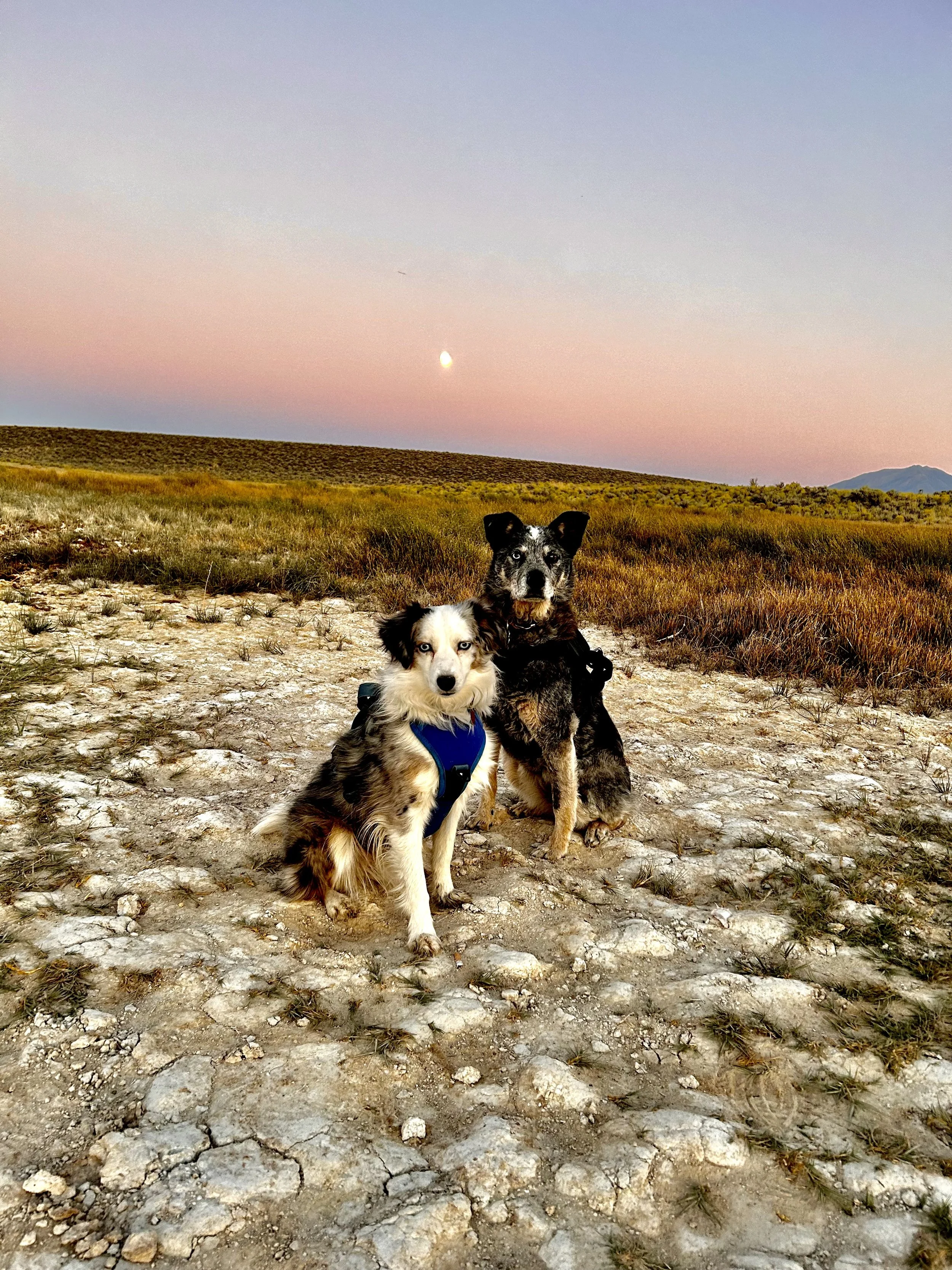 Two dogs sitting on a rocky dirt path in an open field at sunset with a colorful sky and a visible moon.