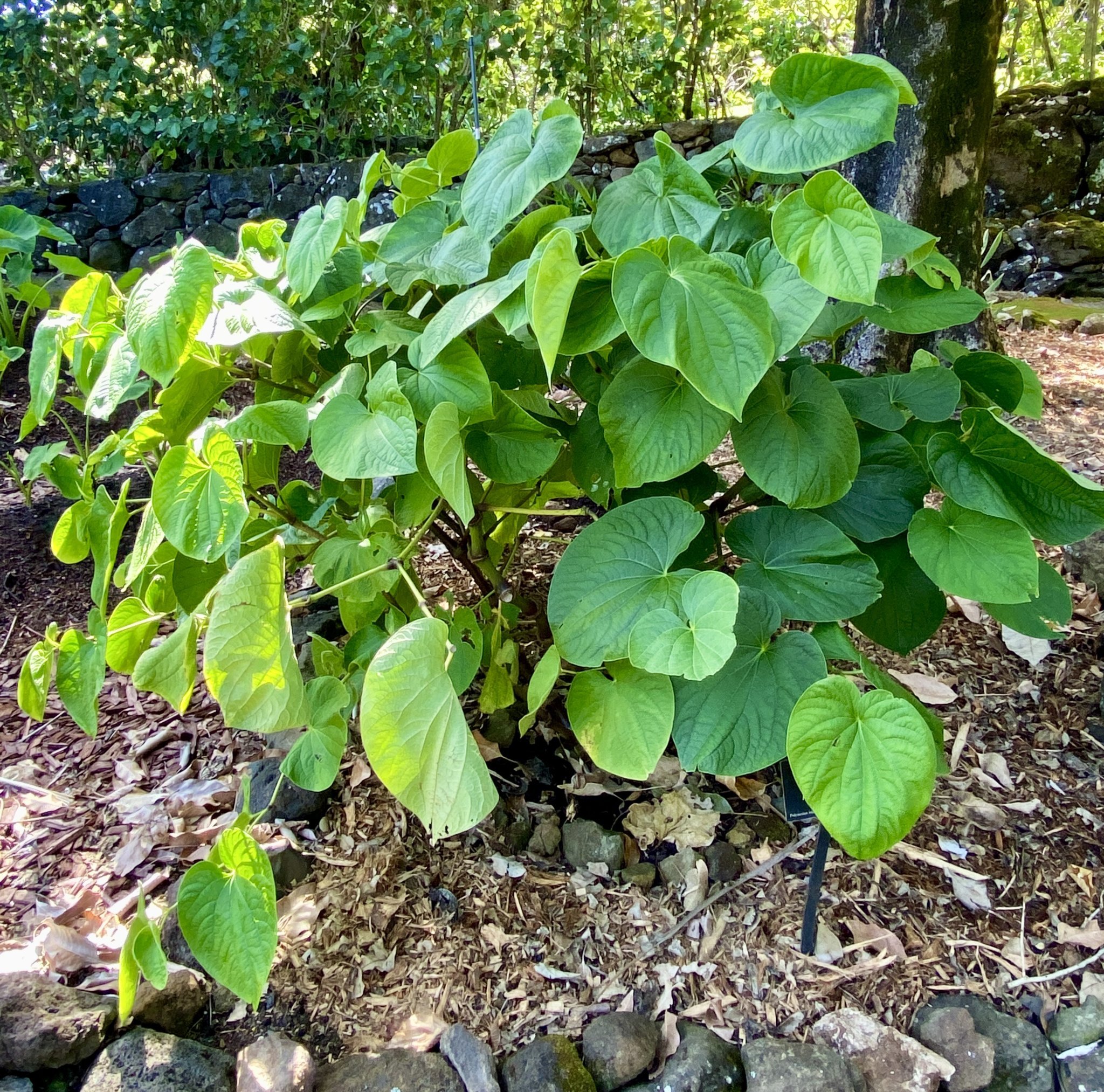 Awa or Kava (Piper Methysticum)