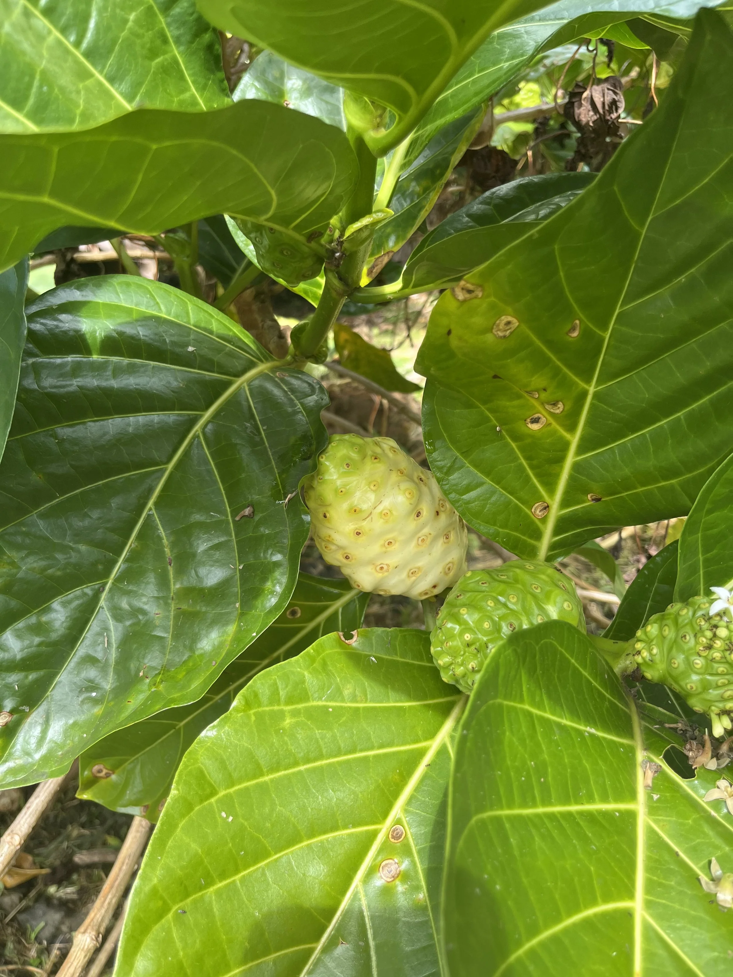 Noni (Morinda Citrifolia)