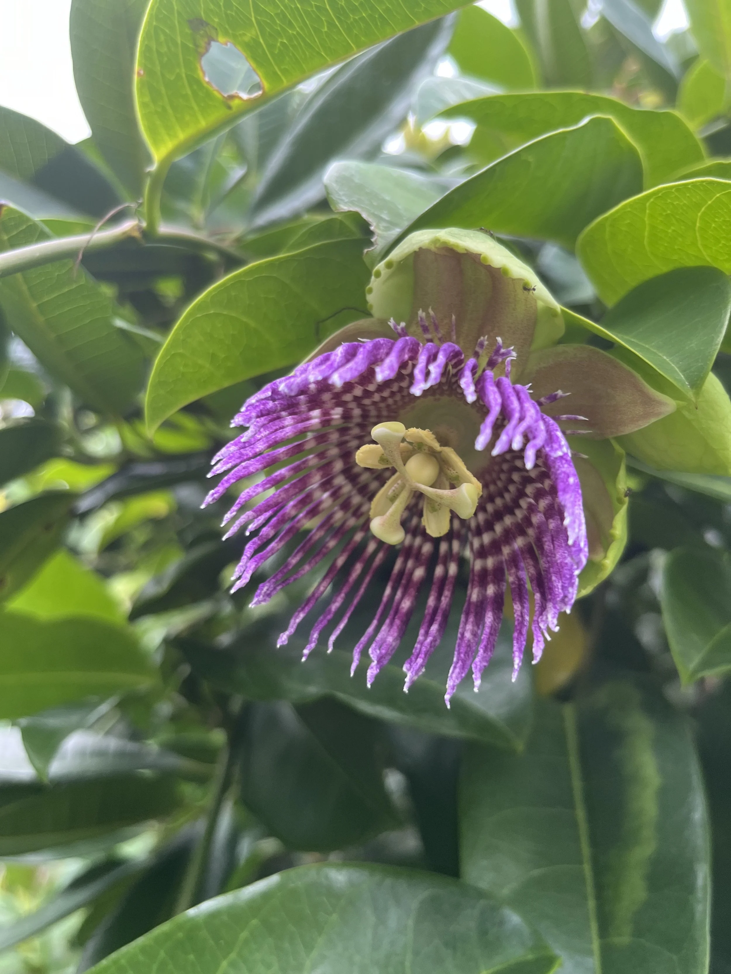 Lilikoi (Passiflora Edulis)
