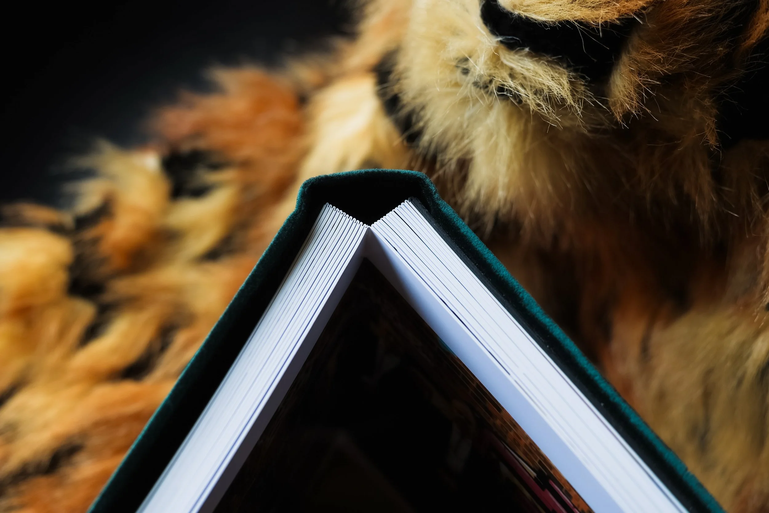 Close-up of a dog with a book in front of it, dark background.
