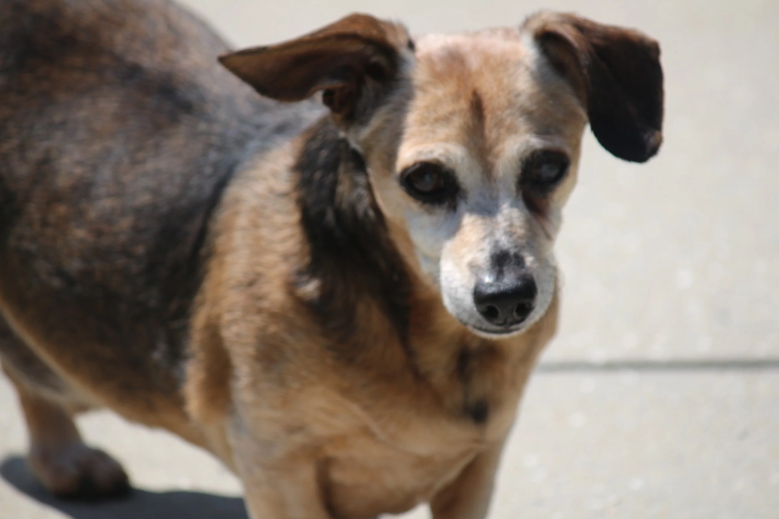 The Little Dog Who Still Leads the Way