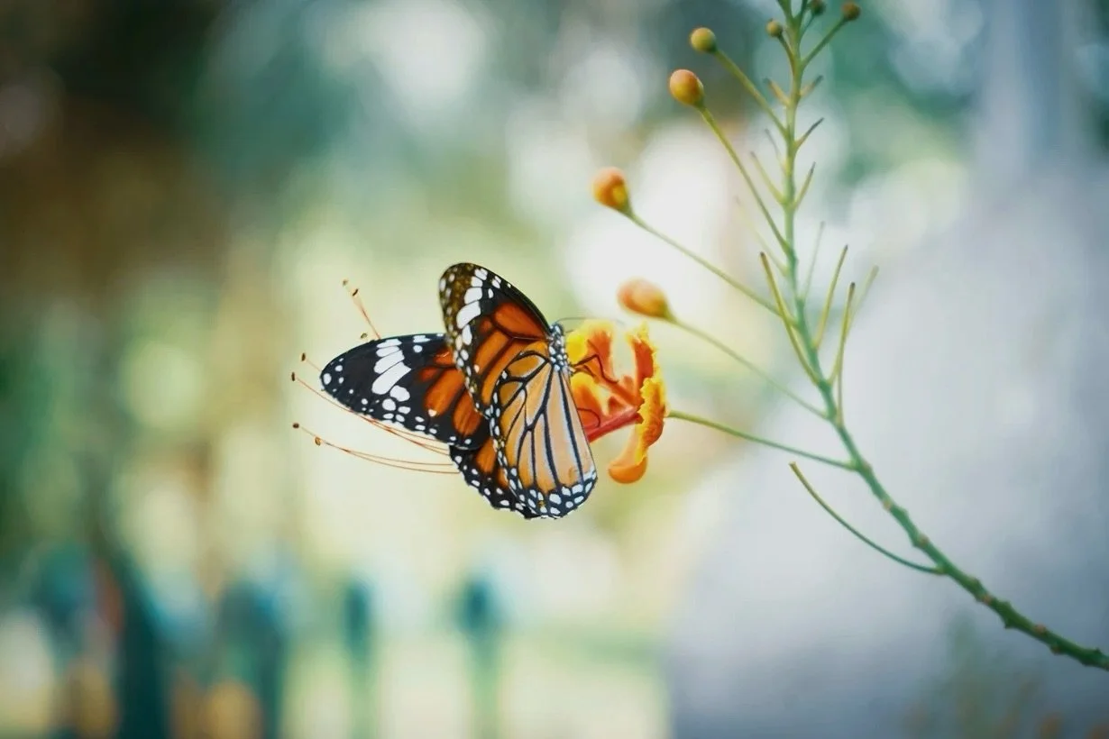 Hileko Hitza: Tximeleta

This week&rsquo;s word of the month is&hellip;. 

Tximeleta(n.) - Butterfly

Submitted by one of our students:

&ldquo;There is a very popular children&rsquo;s song, called tximeleta mendian &ldquo;the butterfly on the mounta