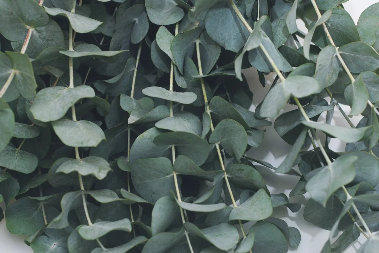 A close field of soft green eucalyptus leaves, alongside what to expect from long term therapy.