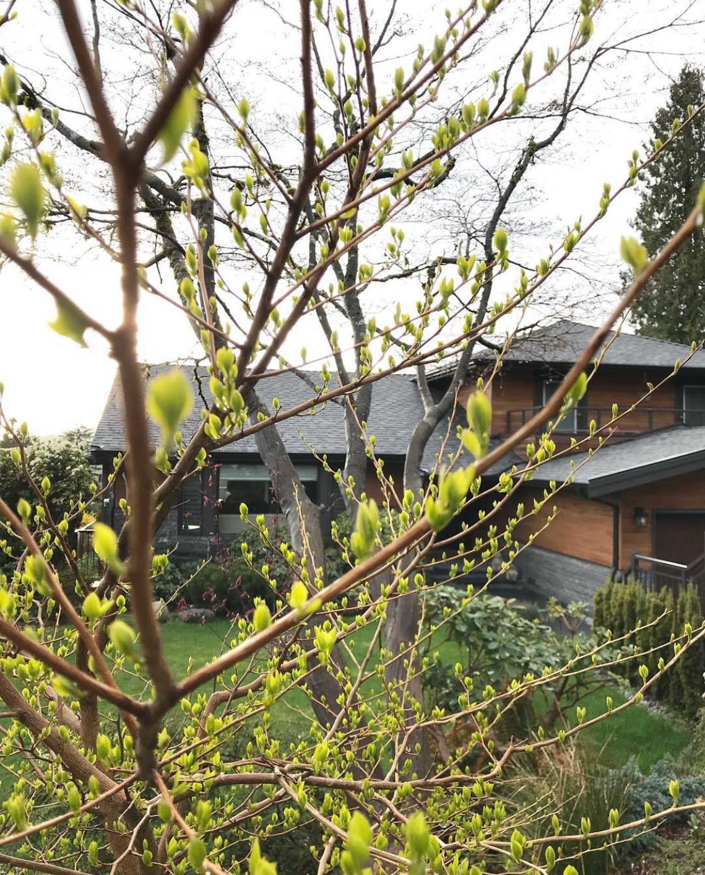 Nothing like the freshness of spring air to reset the soul.🌱✨ 

#spring #greenery #blossom #freshairtherapy #northvancouverhomes #renovation