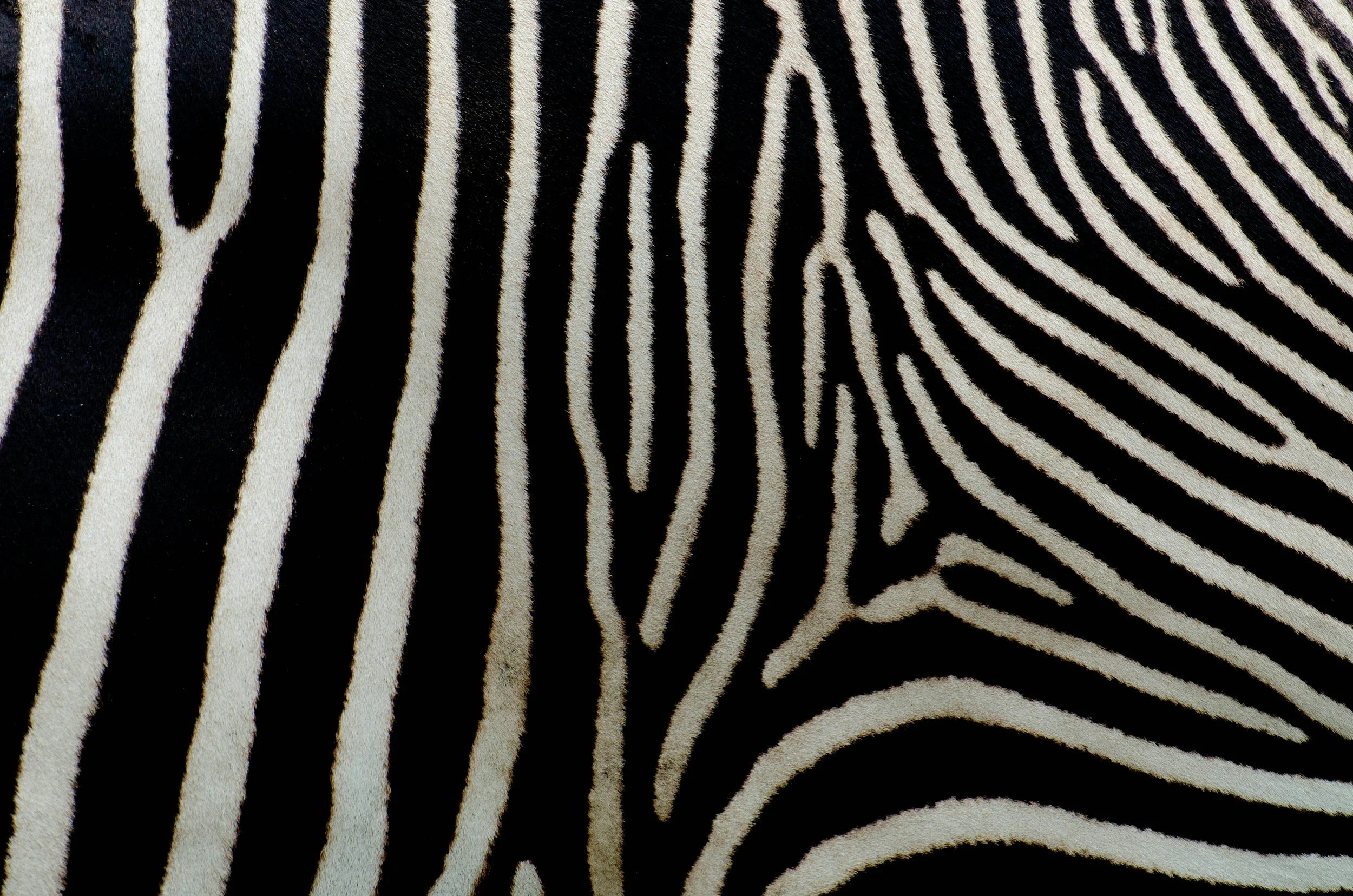 Close-up view of a zebra print pattern with black and white stripes.