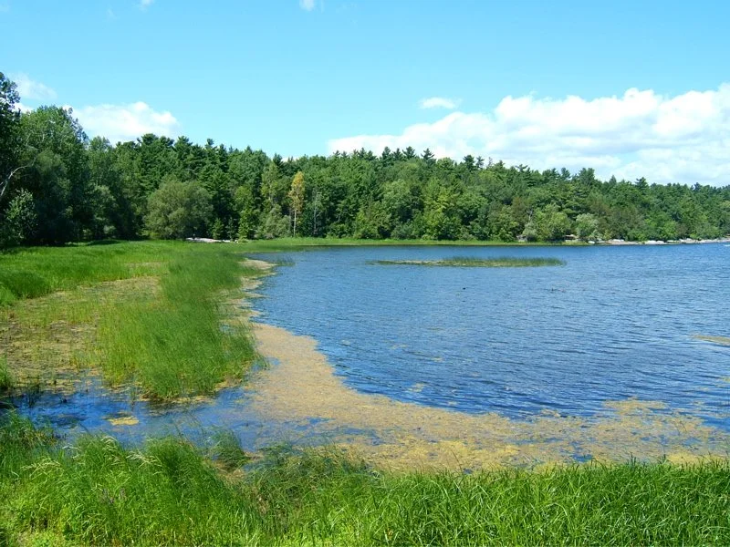 A view of a calm lake with patches of green vegetation on the water and grassy areas along the shoreline, surrounded by dense, green forest under a blue sky with scattered clouds.