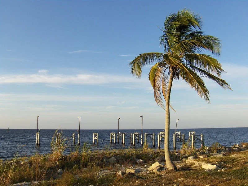 Palm tree by the ocean with wooden pier