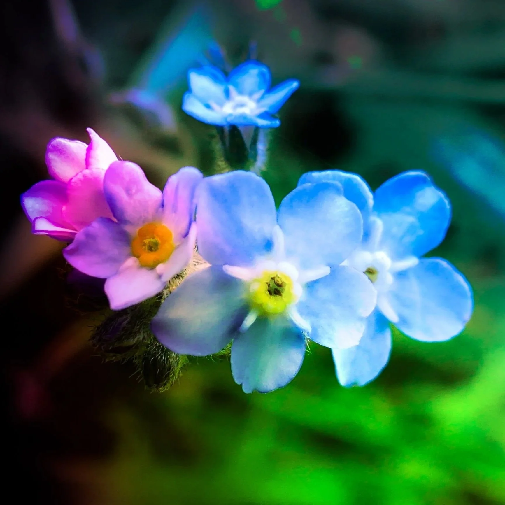 Immortal Flower