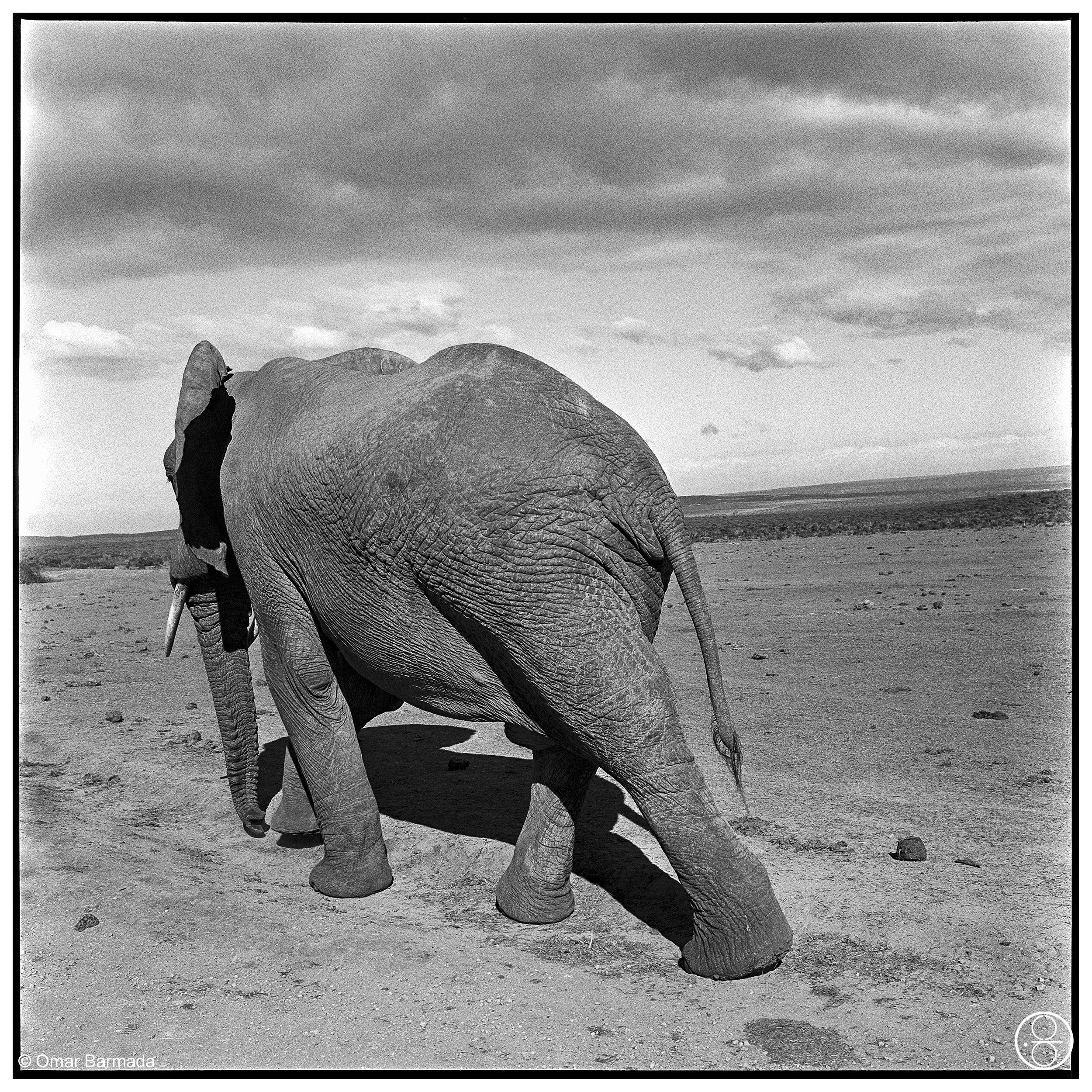 omar barmada, photographe, photographie d'auteur, Addo, Afrique du Sud, South-Africa