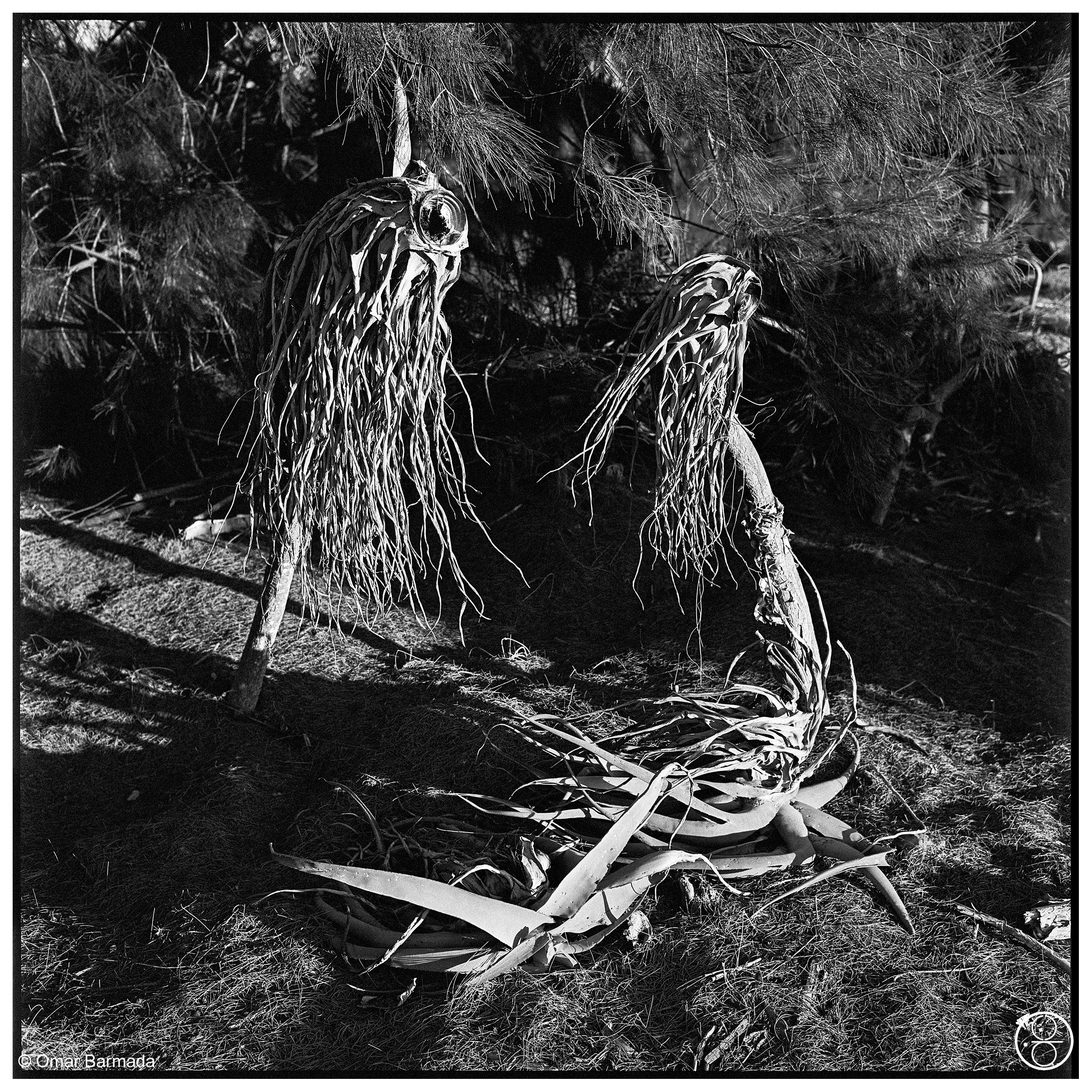 omar barmada, photographe, photographie d'auteur, Addo, Afrique du Sud, South-Africa