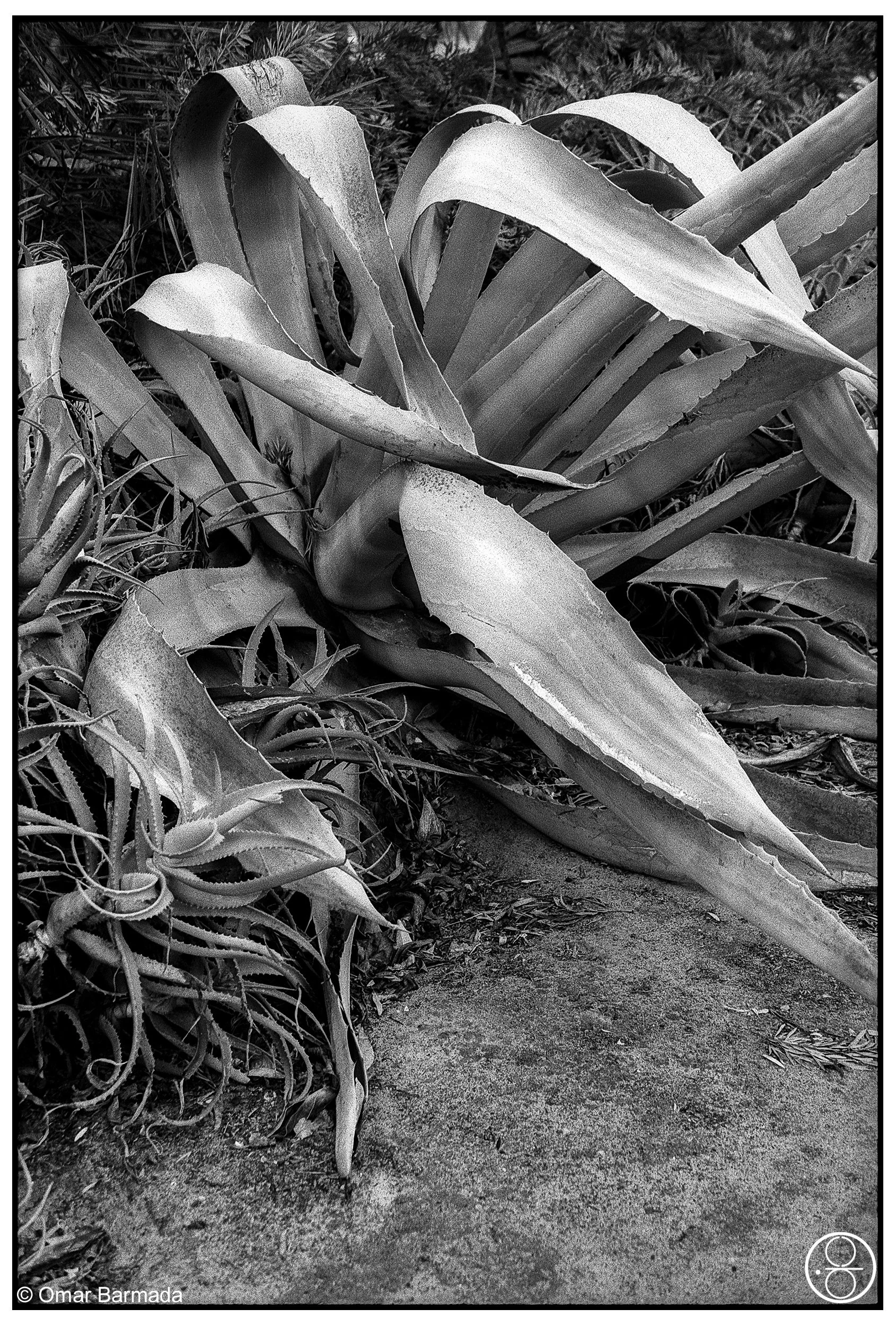 omar barmada, photographe, photographie d'auteur, Hopefield, Afrique du Sud, South-Africa