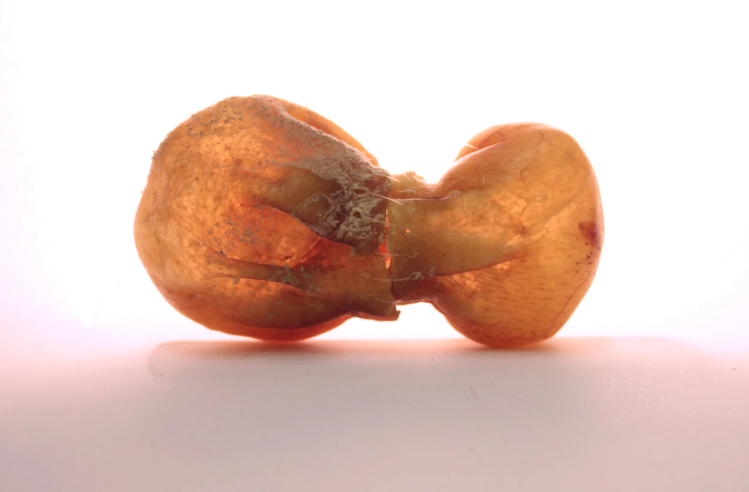 Gut feeling, pig's skin