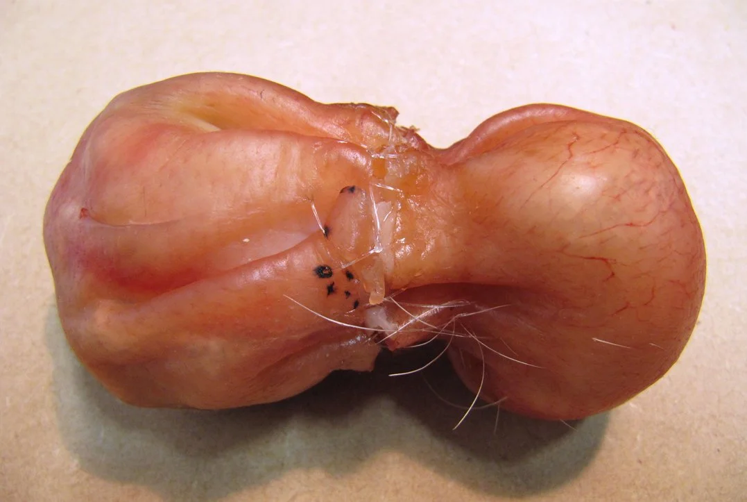 Gut feeling, pig's skin