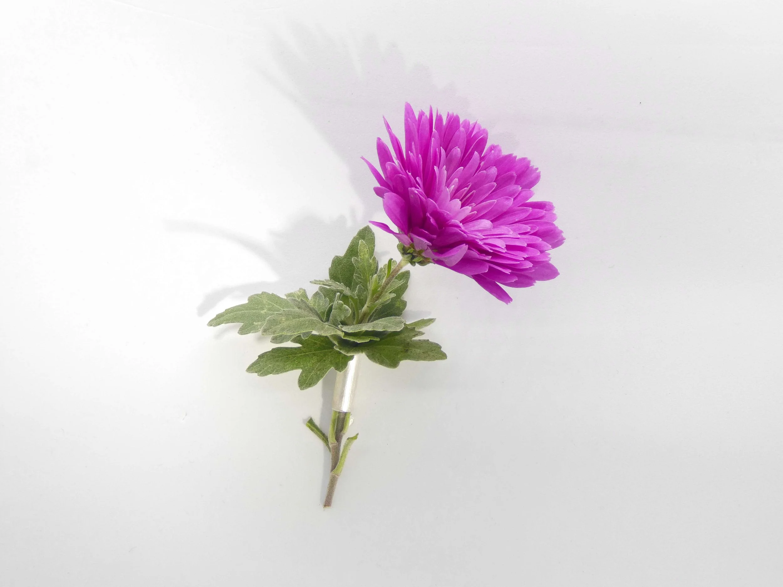 Minimalist silver brooch handmade in Switzerland, contemporary jewelry designed to hold a flower or leaf for a natural, seasonal look