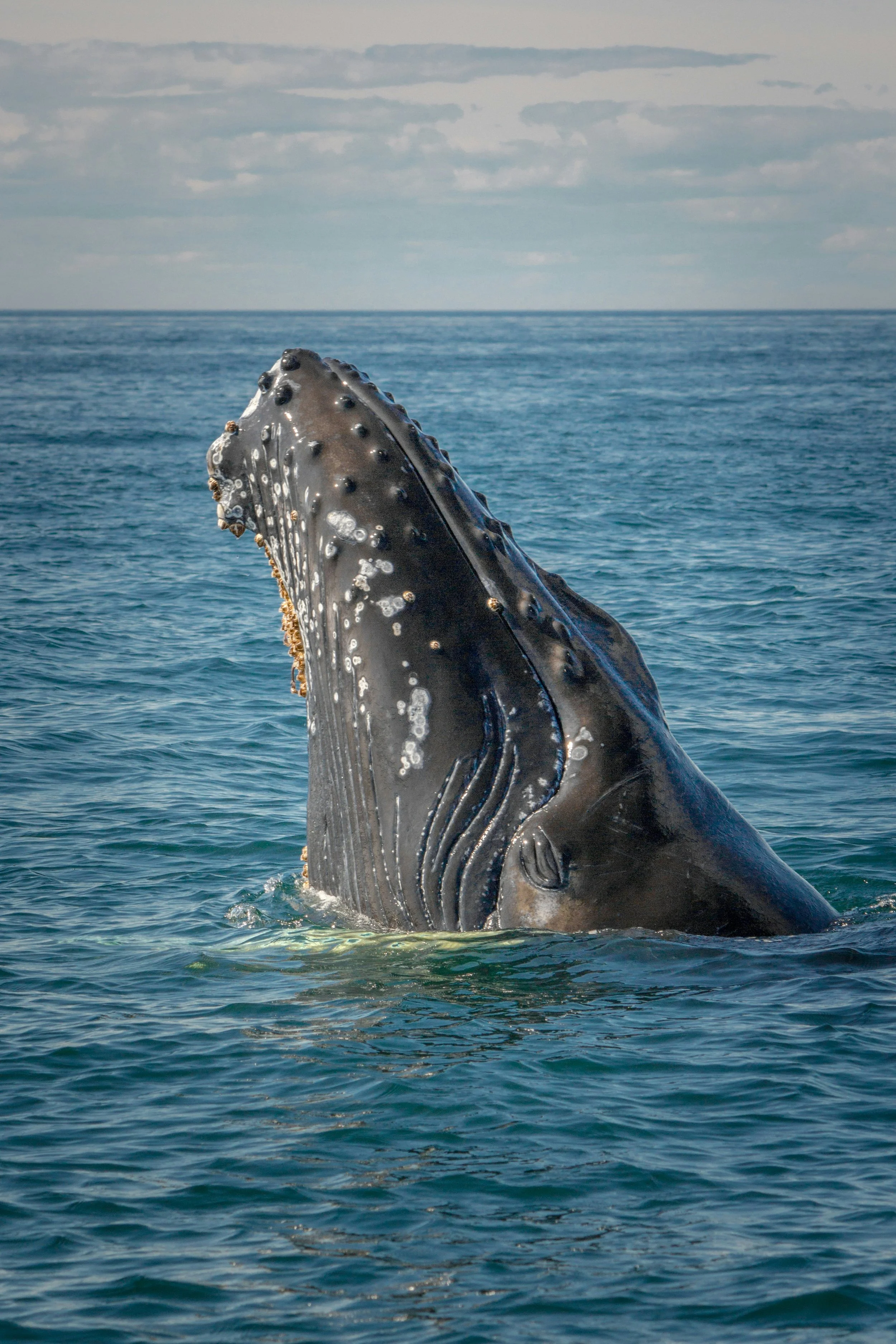 A whale's head breachs the surface of the ocean water, with a background of a cloudy sky.