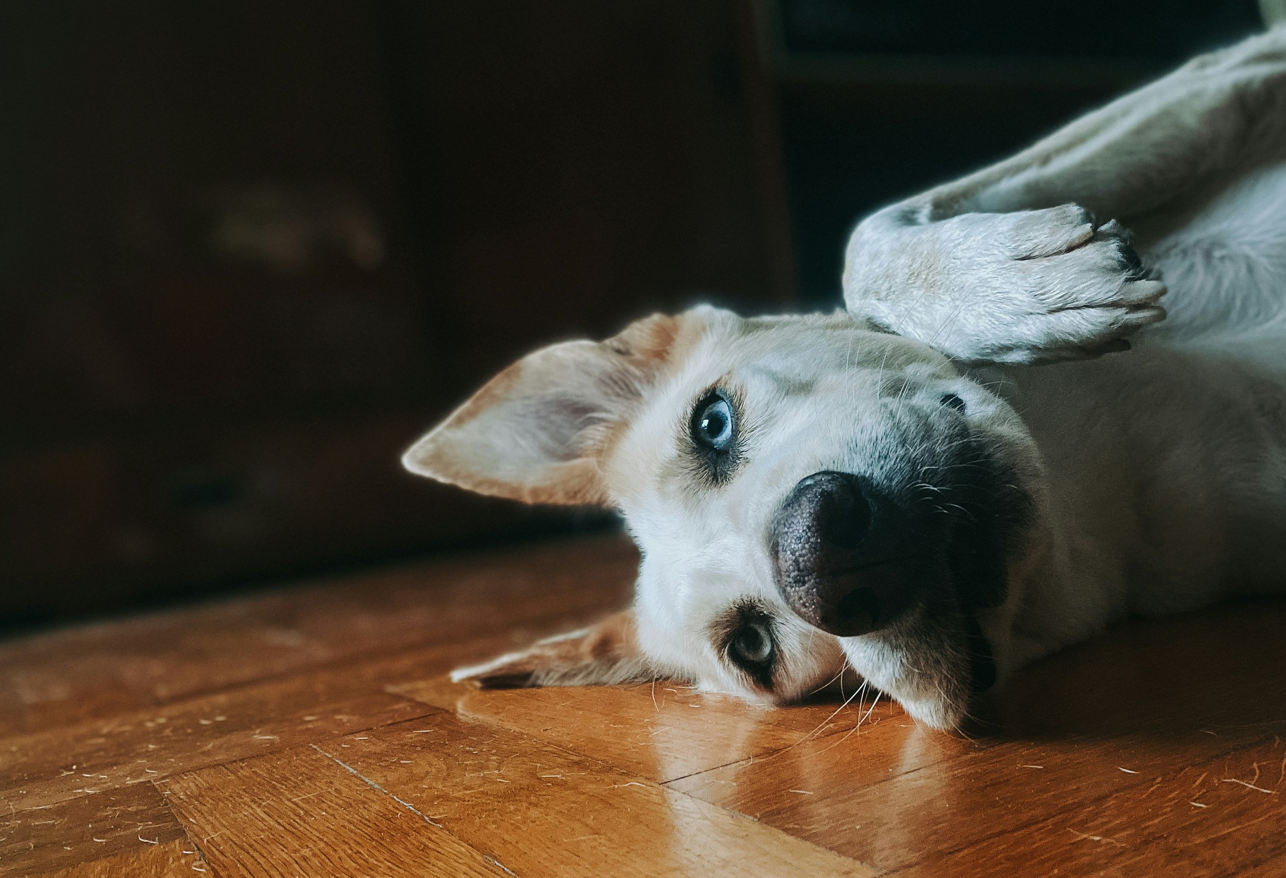 A white dog with light brown markings and blue eyes lying on a wooden floor, looking at the camera.