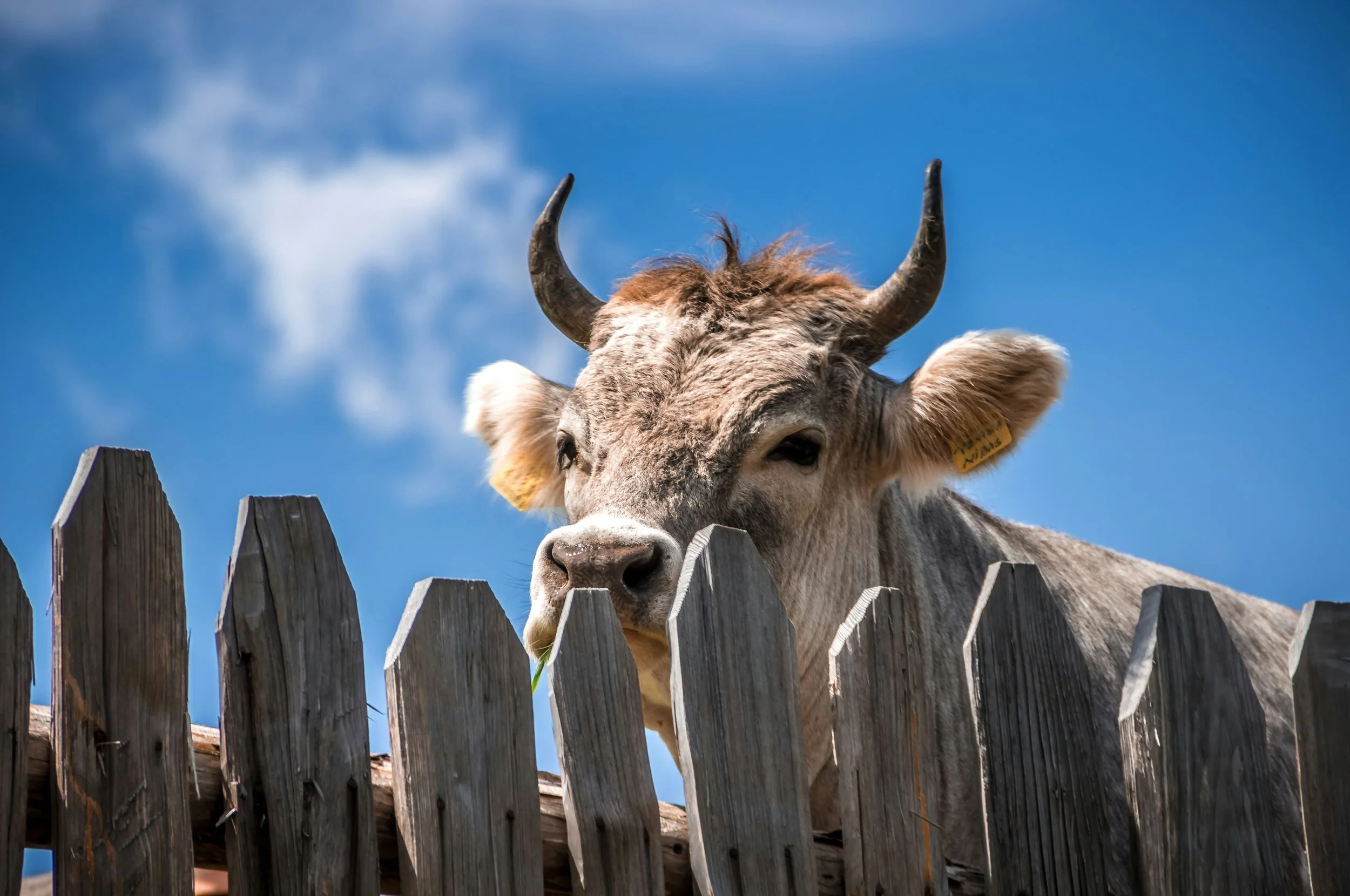Close-up of a cow with curved horns, standing behind a weathered wooden fence under a bright blue sky with some clouds.