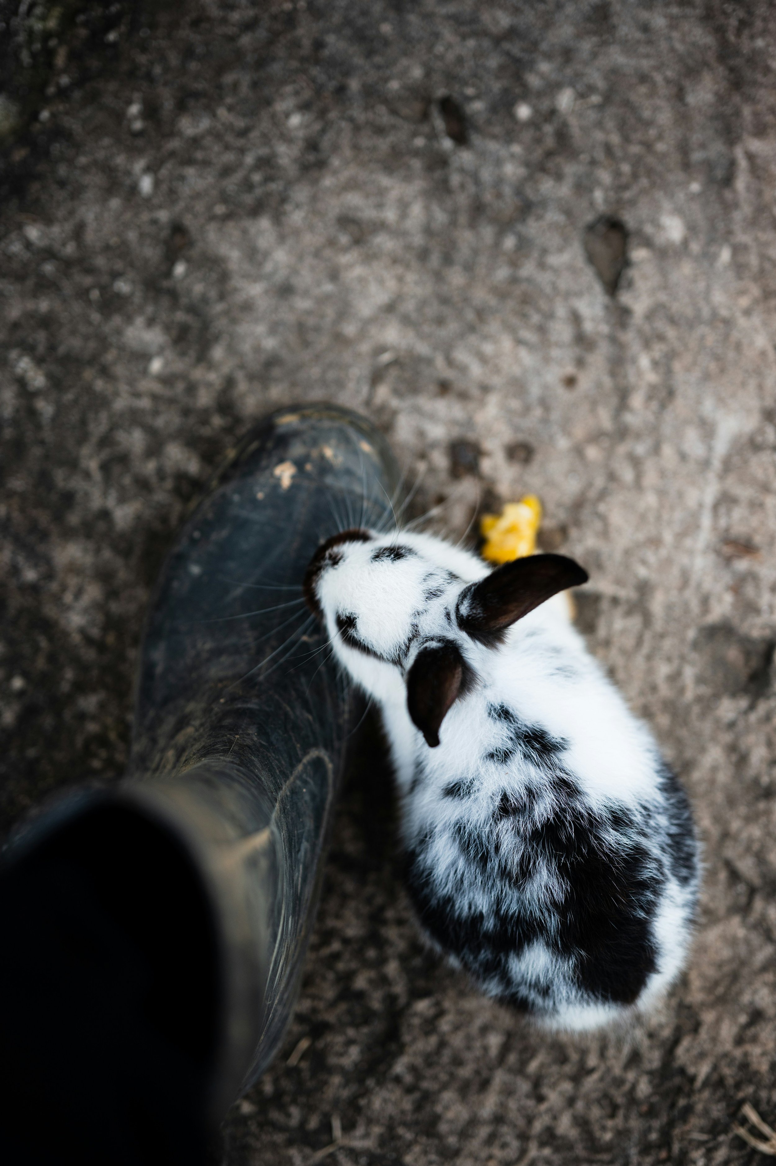 A black and white rabbit nuzzling a person's black rubber boot on dirt ground.