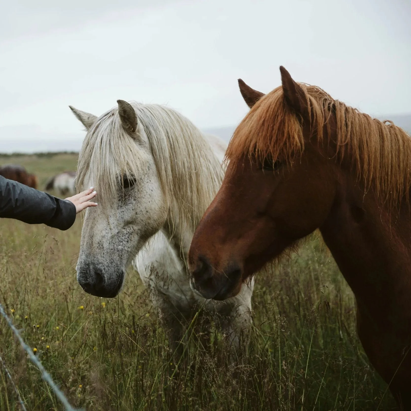 Reiki for Animals & Humans