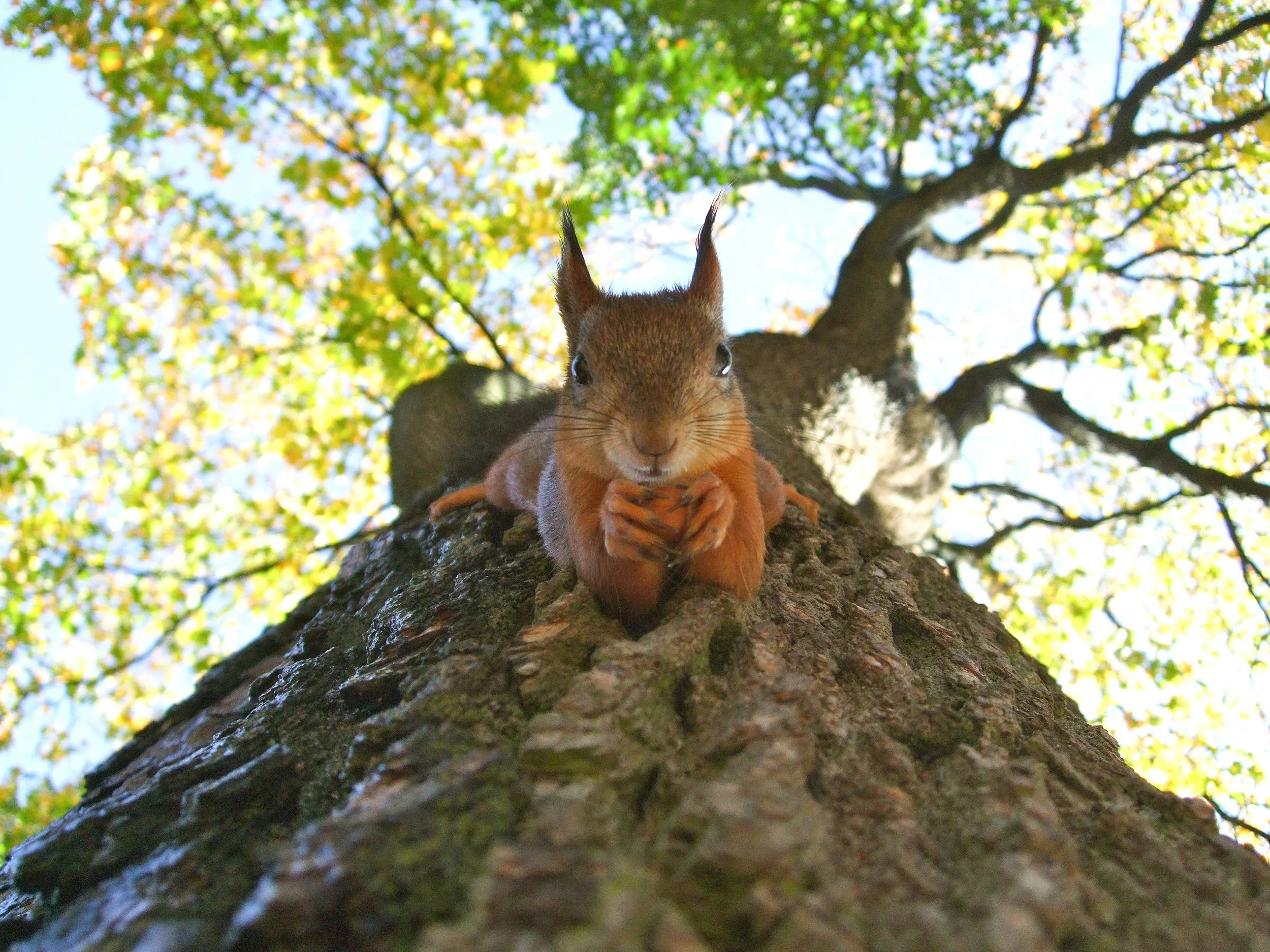 A squirrel sitting on a tree trunk, holding a nut, looking down at the camera with a background of green leaves and a bright blue sky.