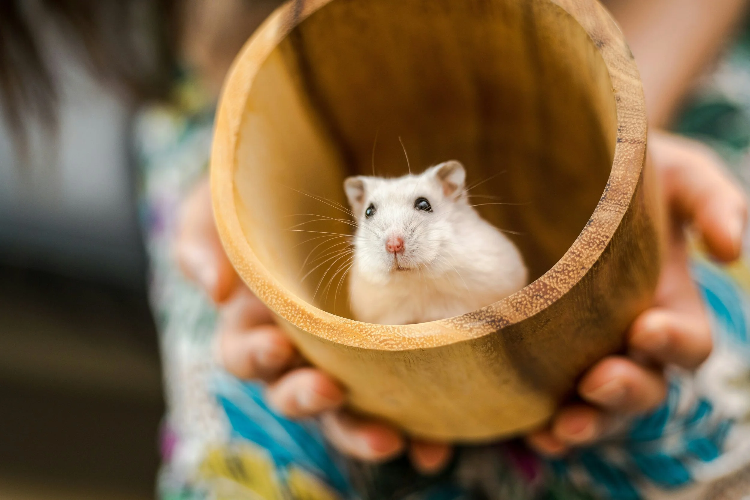 A person holding a hollowed-out bamboo tube with a white hamster inside, looking upward.