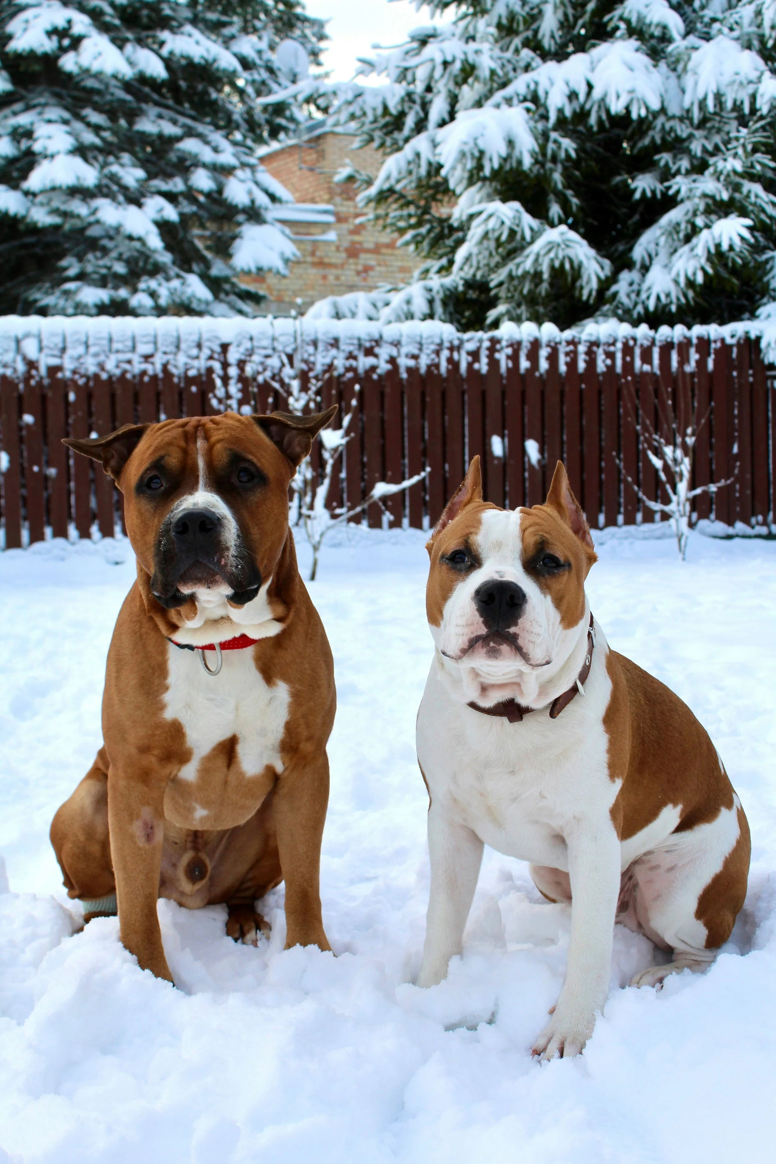 Two brown and white dogs sitting in snow with a red fence and snow-covered evergreen trees in the background.