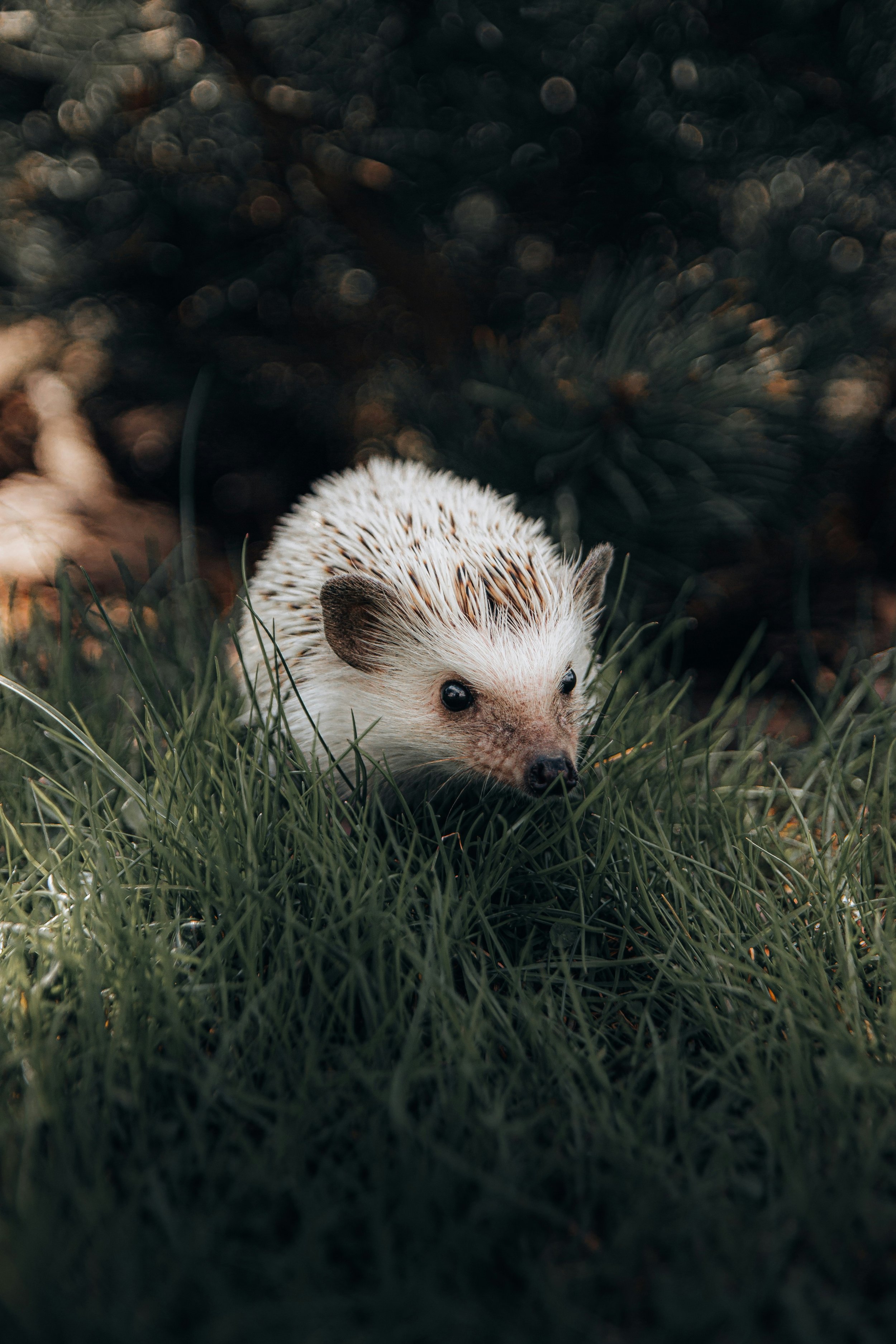Close-up of a small hedgehog on grass with blurred dark background.