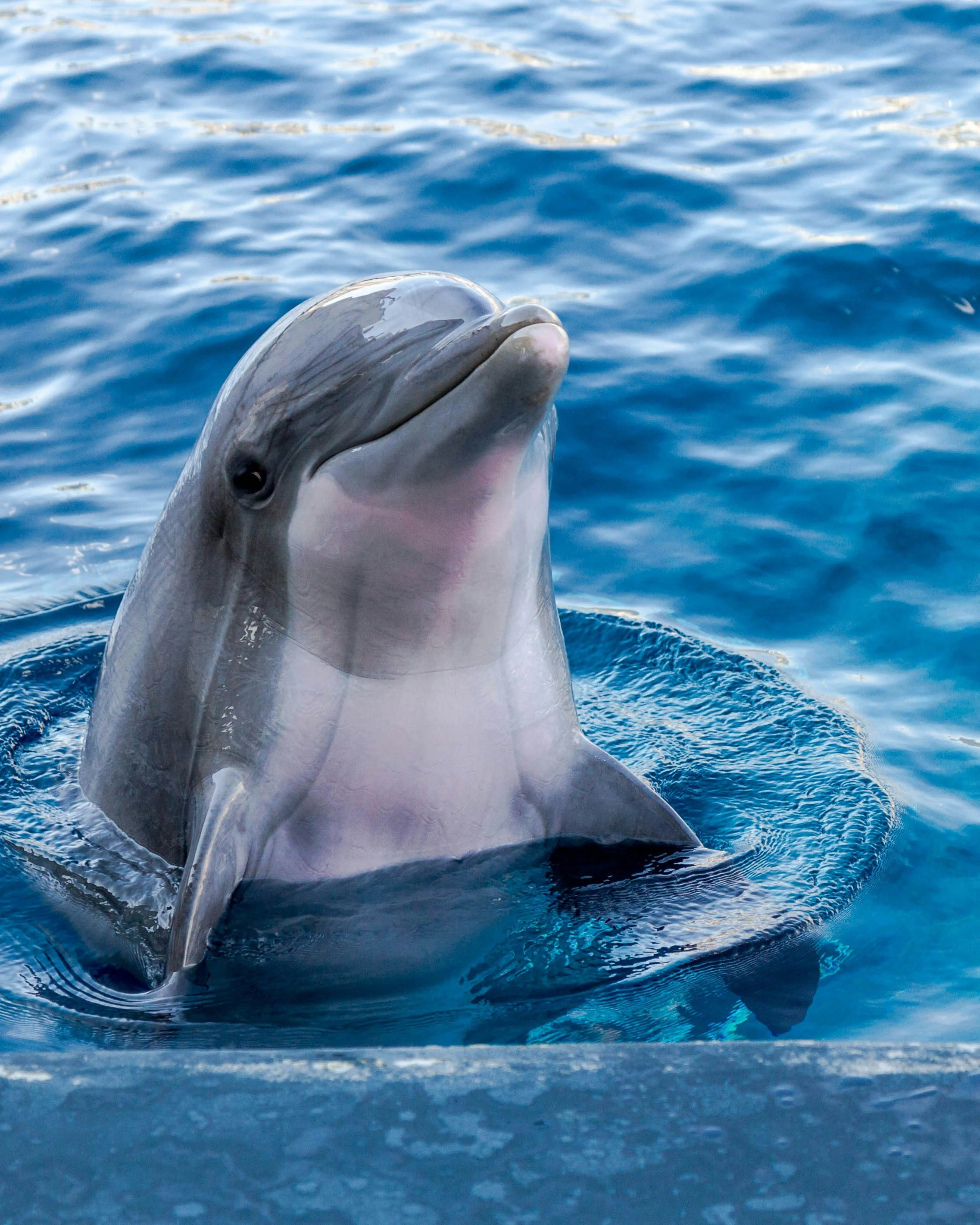 A dolphin surfacing in the ocean with its head and upper body above water.