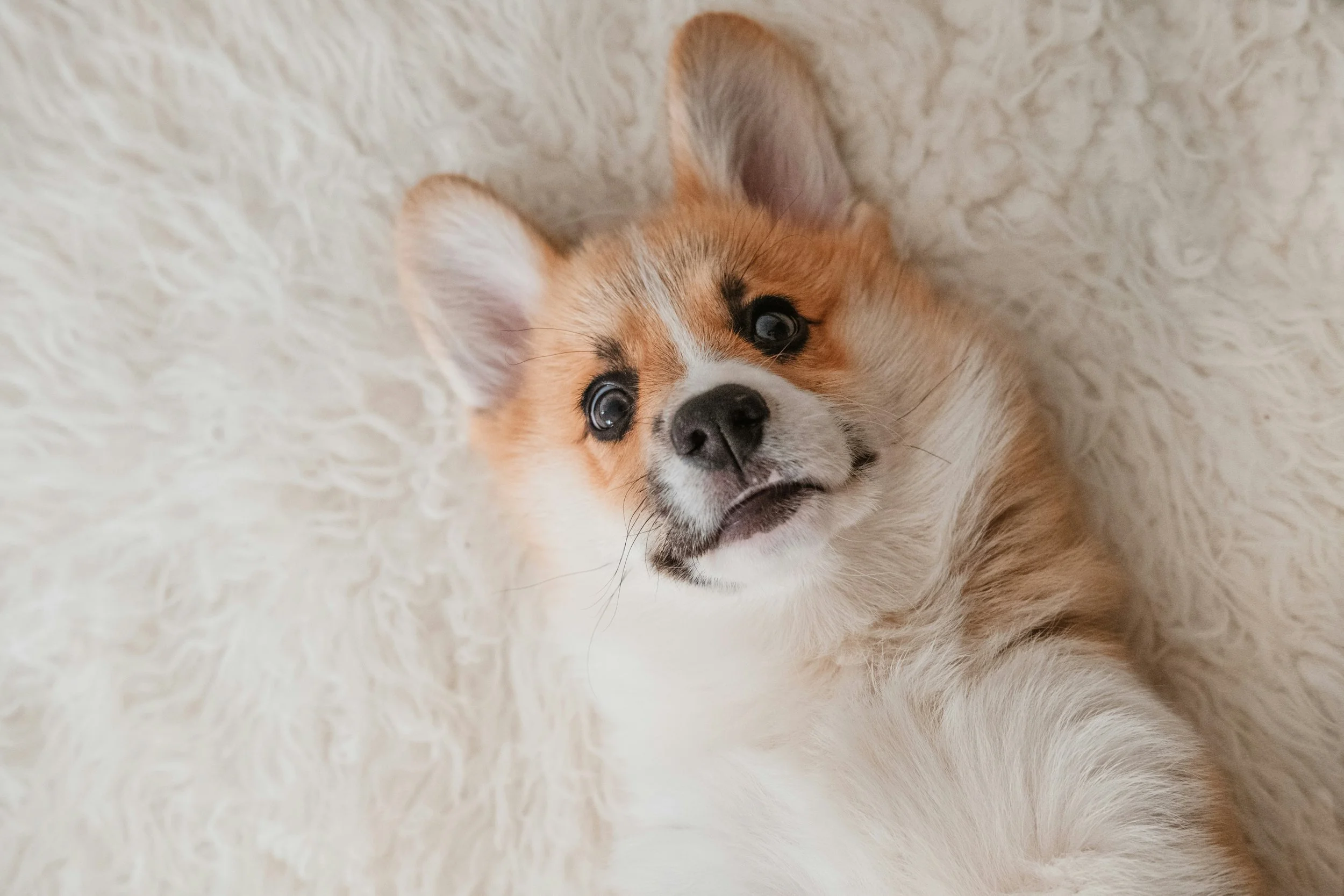 Close-up of a cute, young puppy lying on a white fluffy surface, looking at the camera.