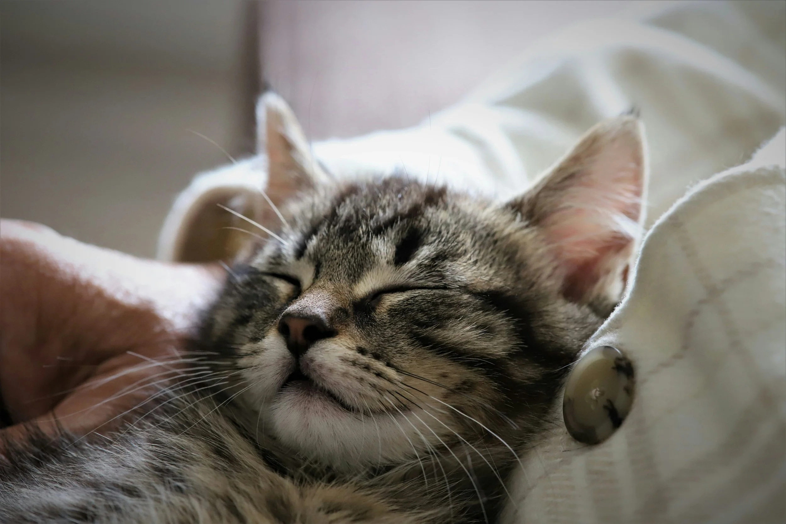 A close-up of a grey tabby cat with closed eyes, resting comfortably on a light-colored surface, being gently petted by a person's hand.