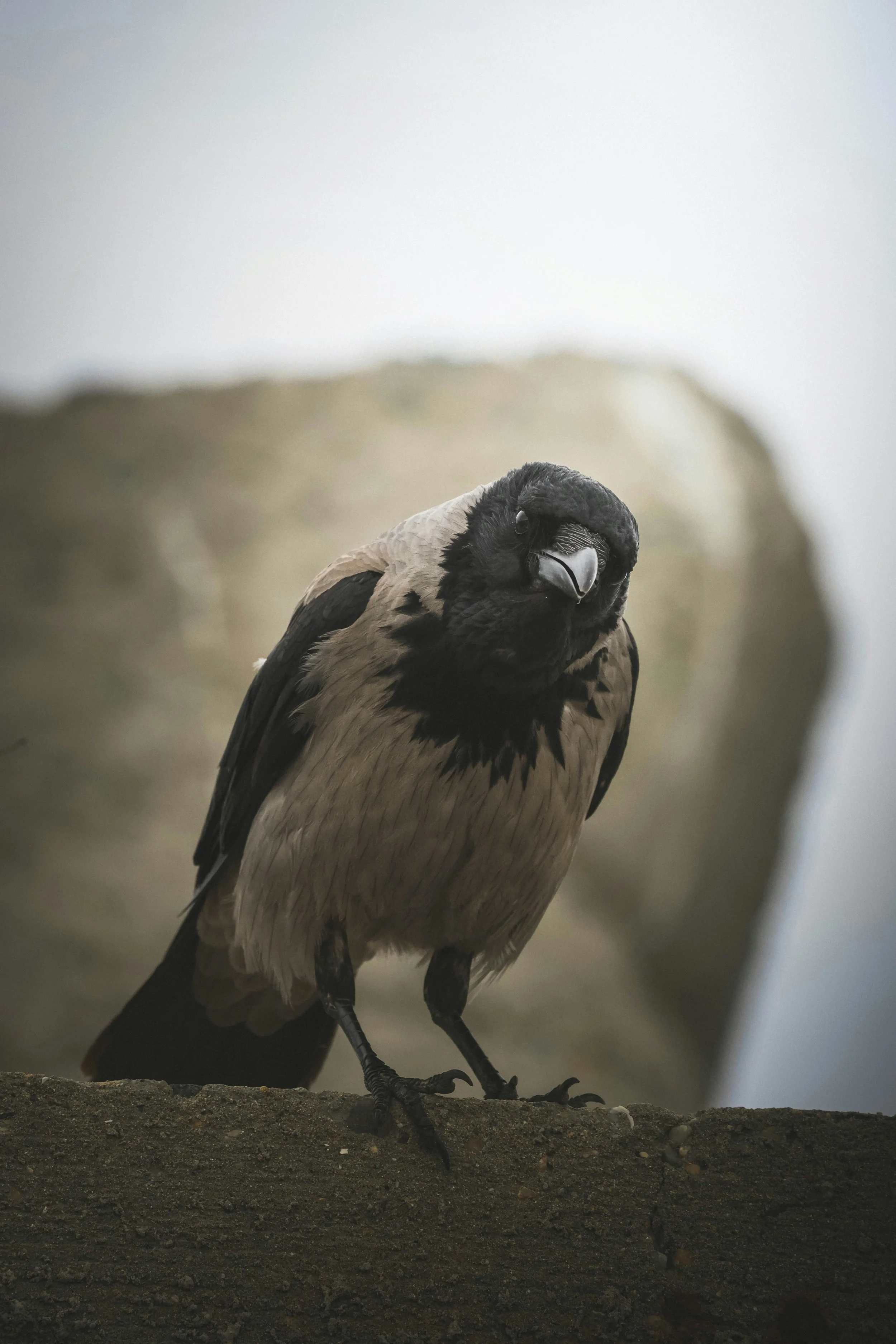 A close-up of a vulture perched on a rock, with a blurred background.
