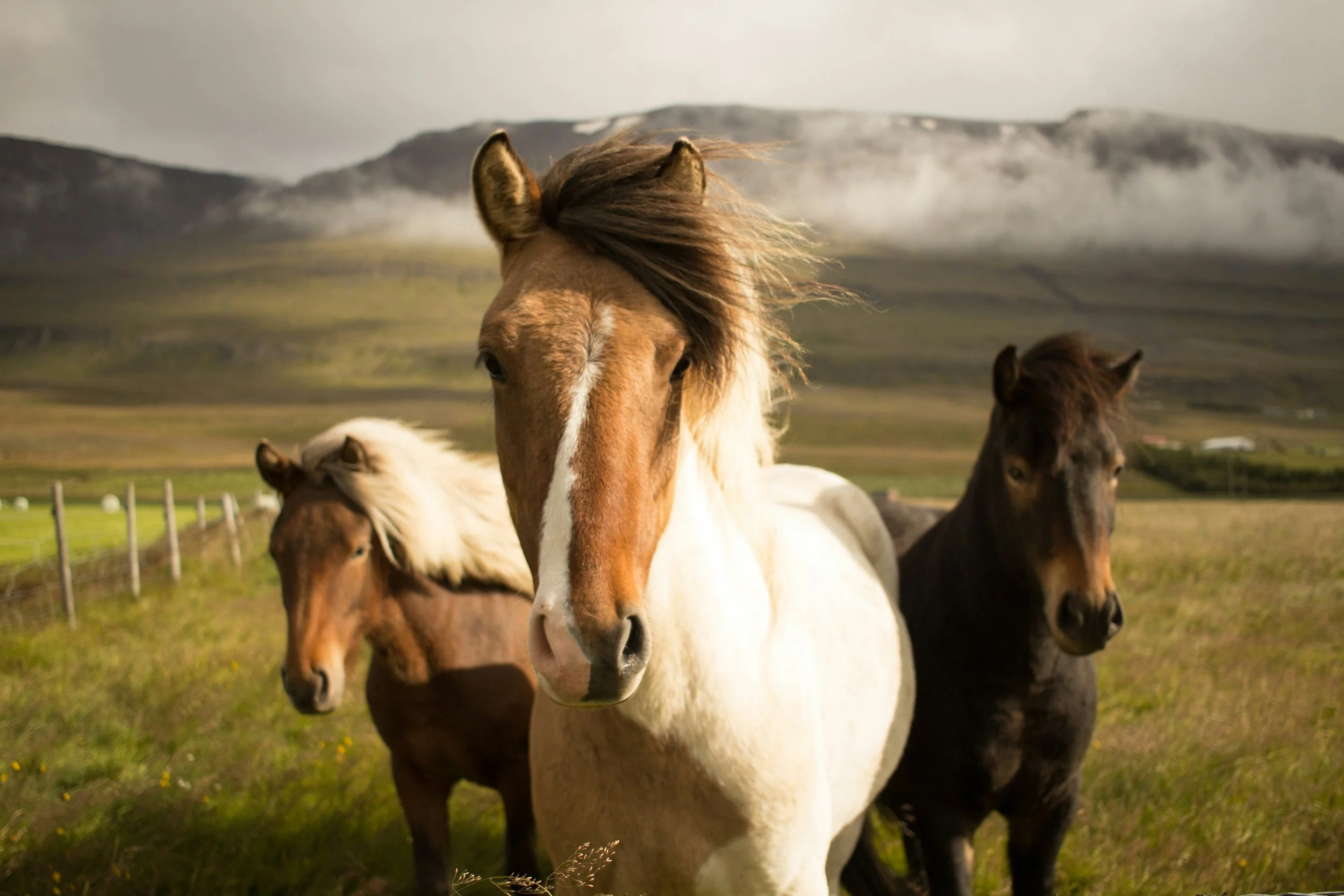 Three horses standing in a grassy field with mountains and cloudy sky in the background.