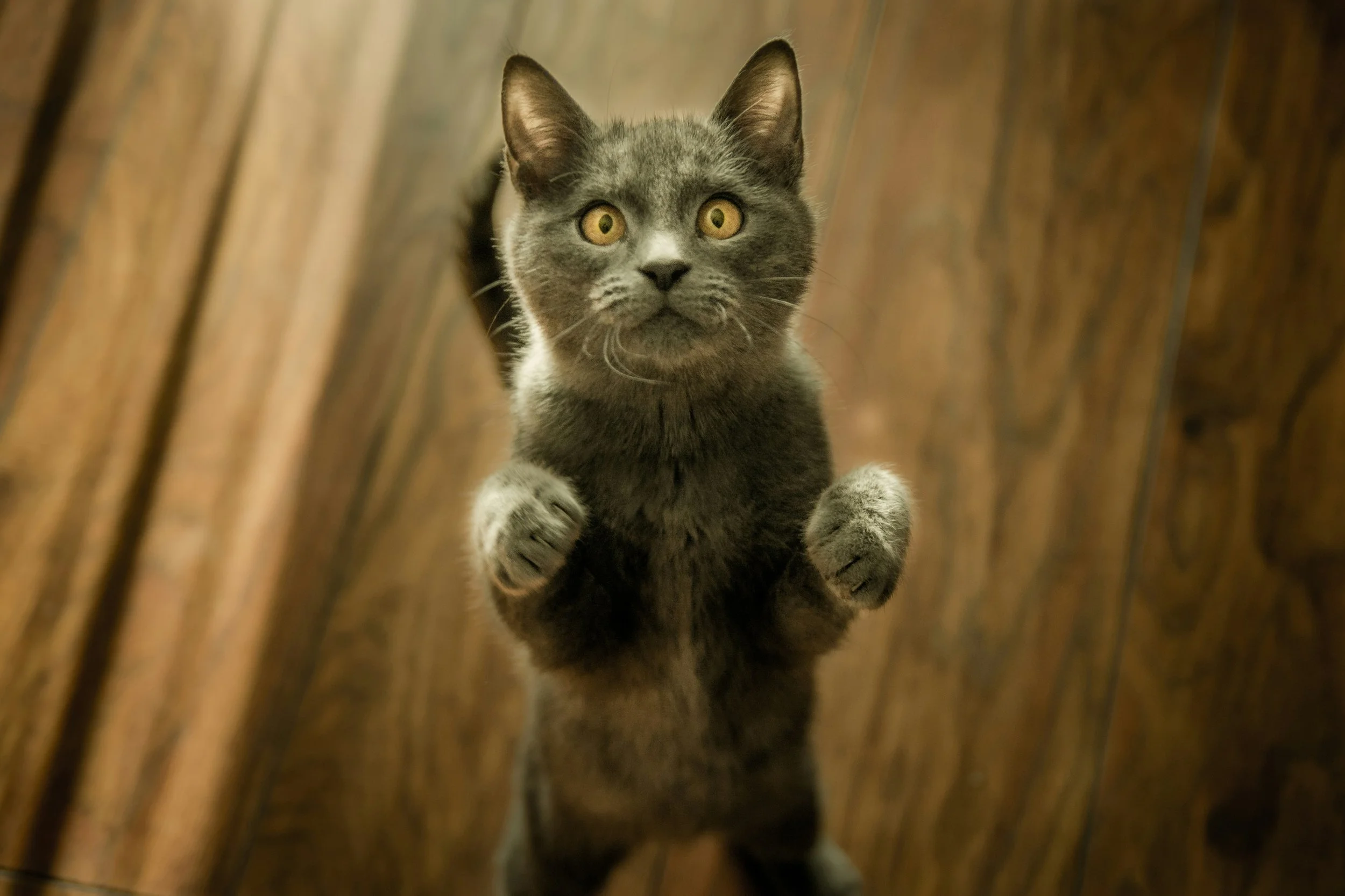 Gray cat with yellow eyes standing on its hind legs on a wooden floor, looking upwards.
