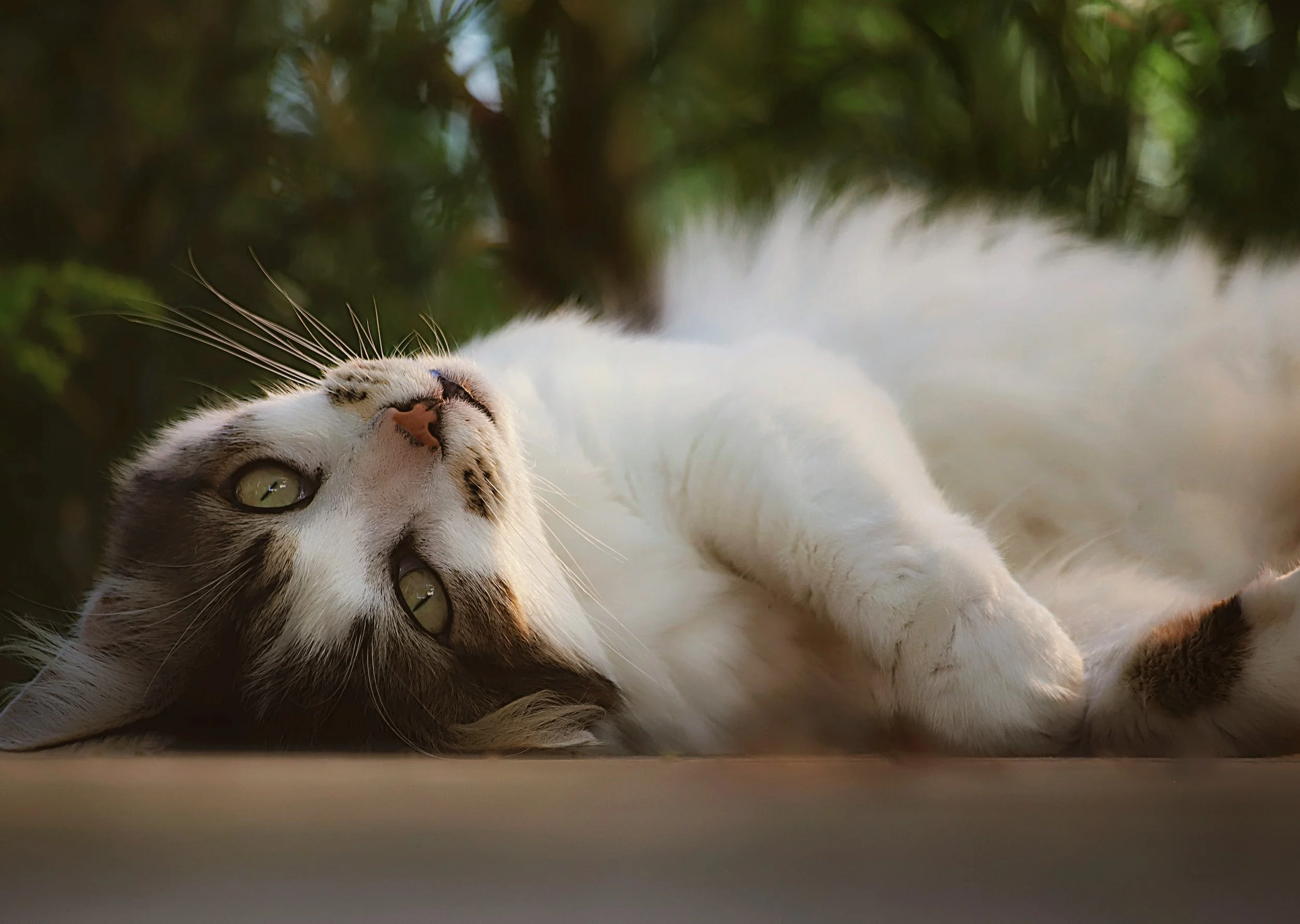 A white and tabby cat lying on its side outdoors, looking up with green eyes, surrounded by greenery and shaded by foliage.