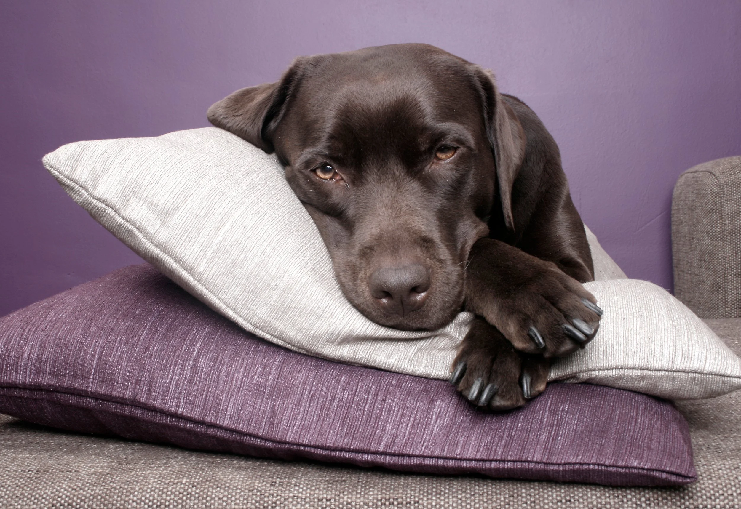A brown dog resting its head on a pillow, lying on cushions with a purple wall in the background.