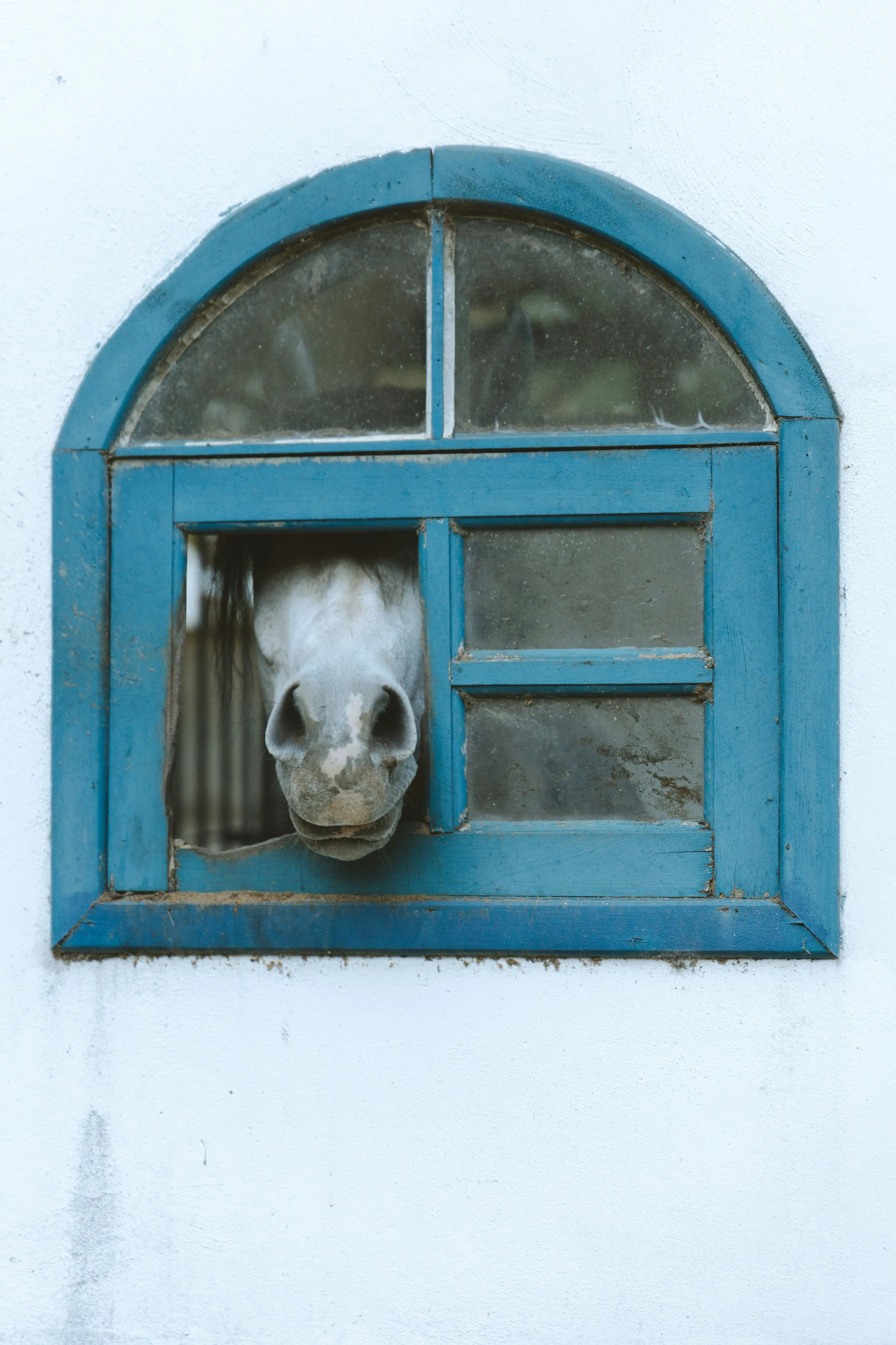 A gray and white horse looking out of a blue window with four glass panes on a white wall.