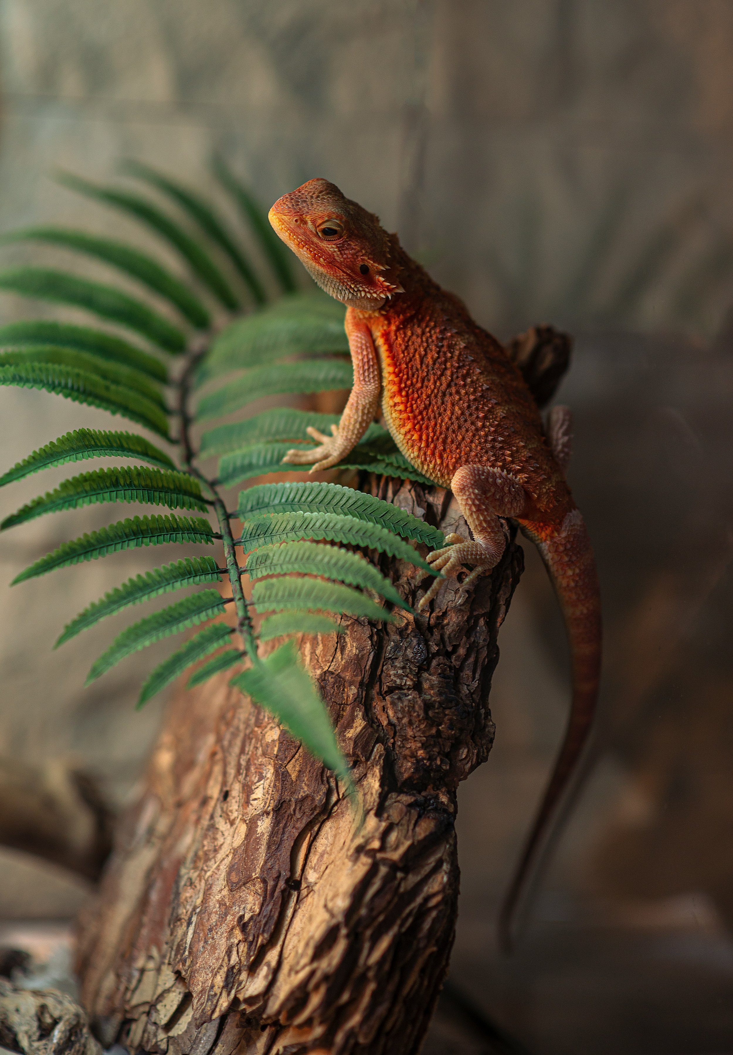A red and orange lizard perched on a piece of wood with green fern leaves nearby.
