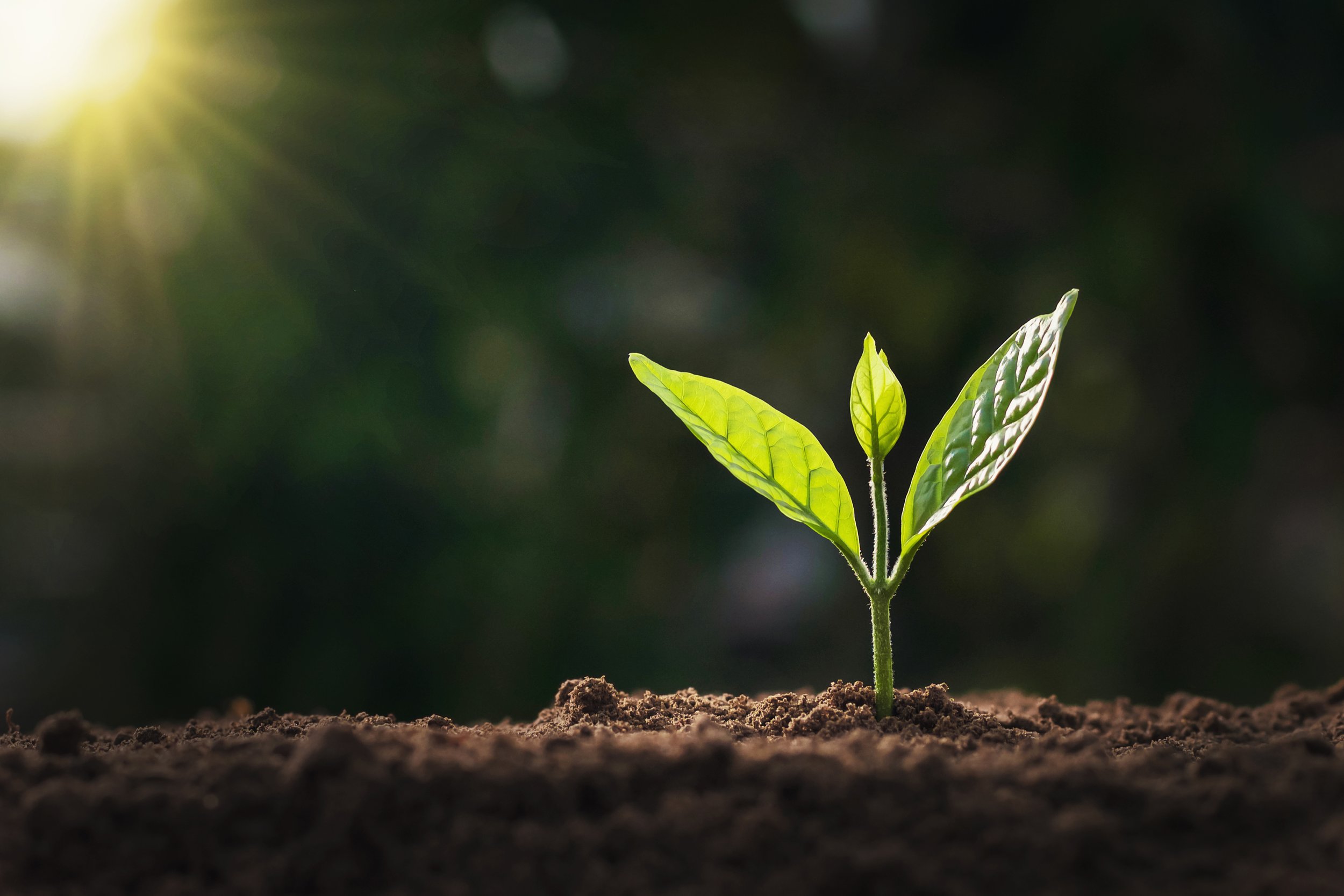 Begin Anew 2026 (Workshop)