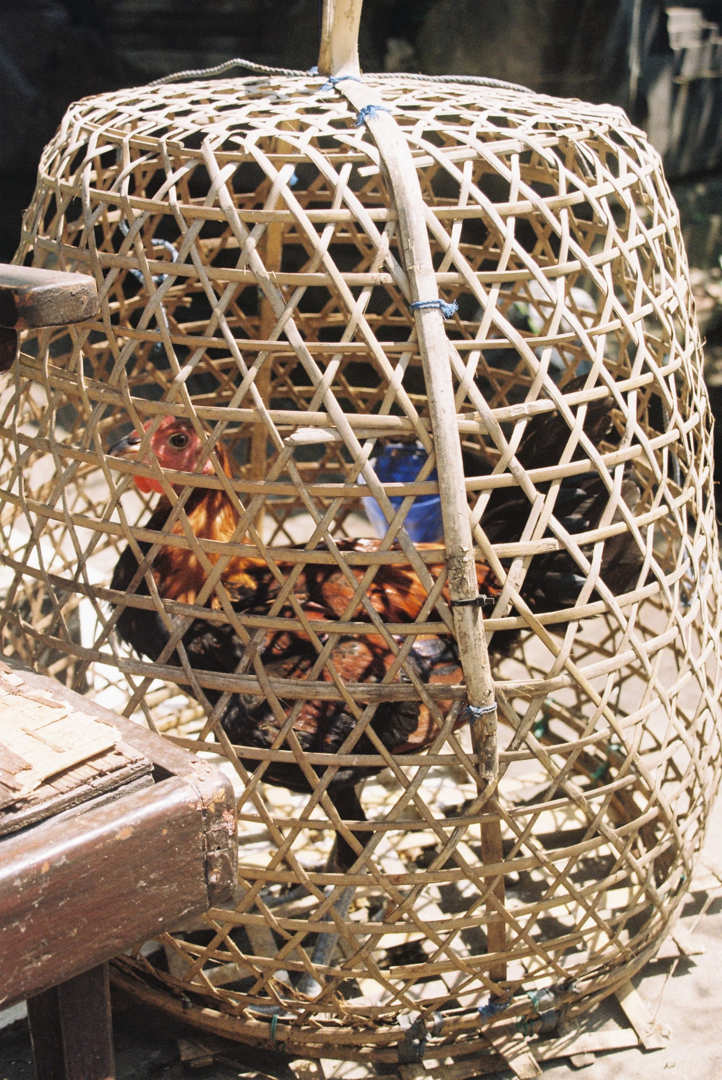 rooster in wooden cage